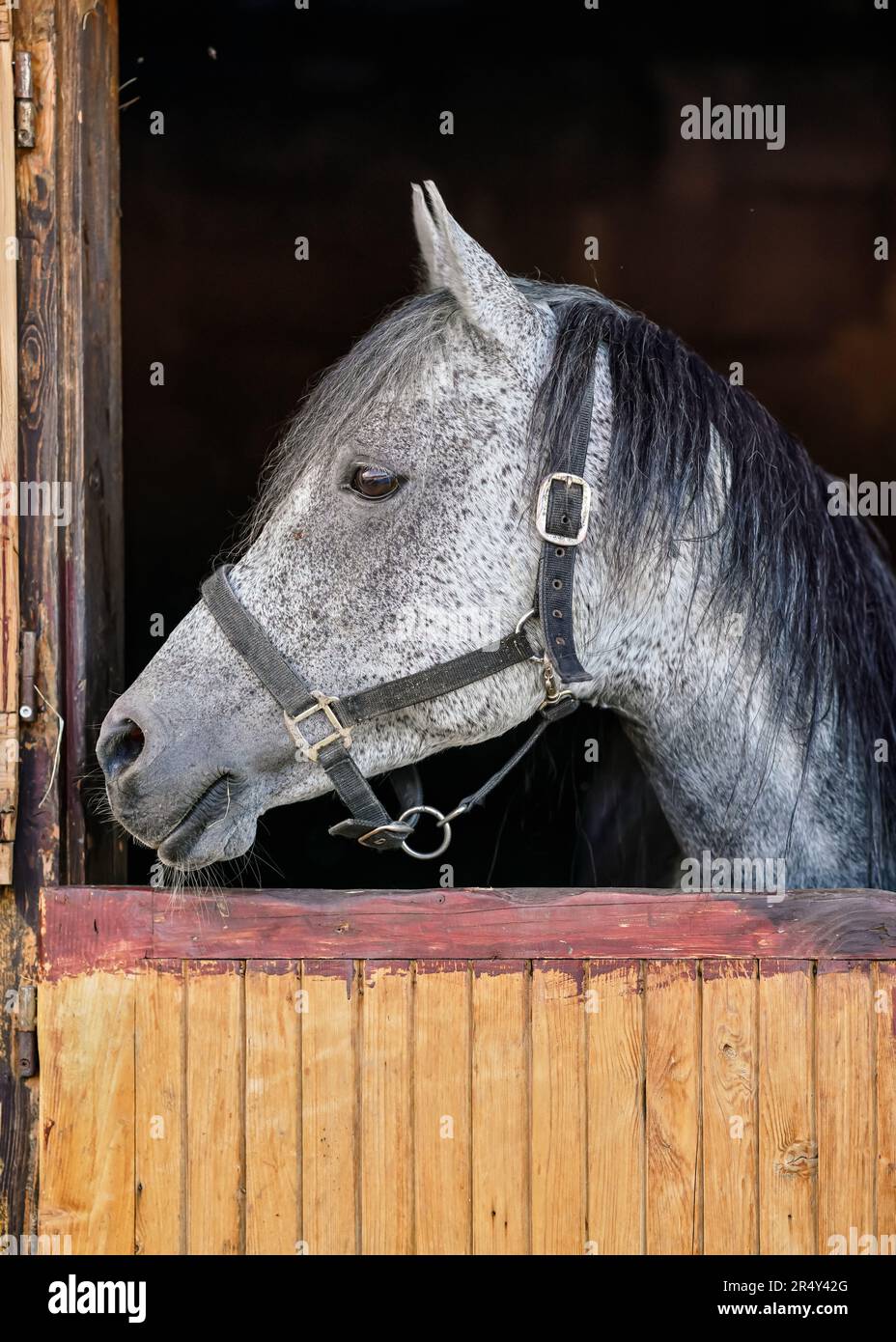 Grigio macchiato cavallo arabo nella sua scatola di legno stabile - particolare sulla testa guardando a lato Foto Stock