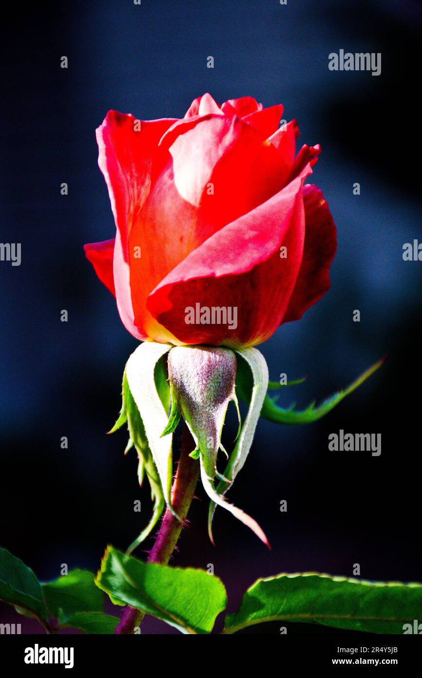 L'immagine chiusa di un giovane fiore di rosa rossa fiorisce all'inizio della primavera Foto Stock