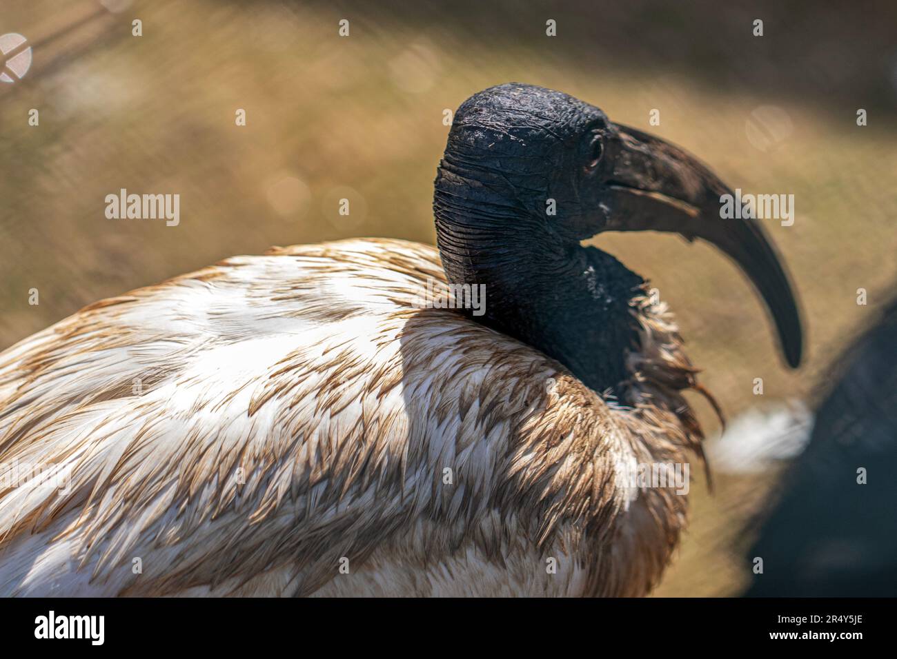 Ibis Africano Sacro in un recinto zoo Foto Stock