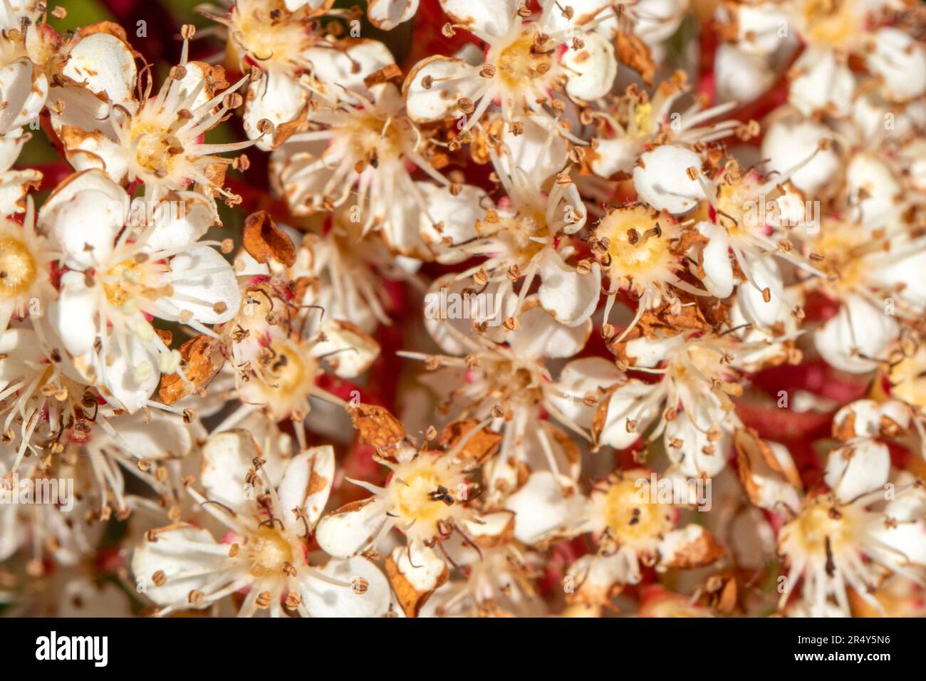 Primo piano di fiori bianchi con petali secchi Foto Stock