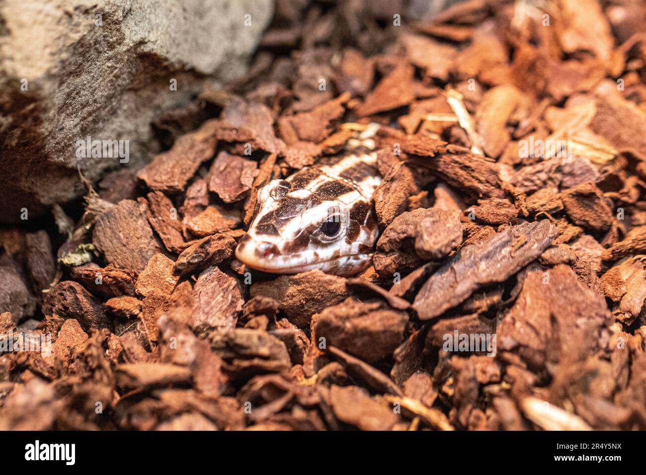 Gecko Reptile Hidden Among Bark nello Zoo Habitat Foto Stock