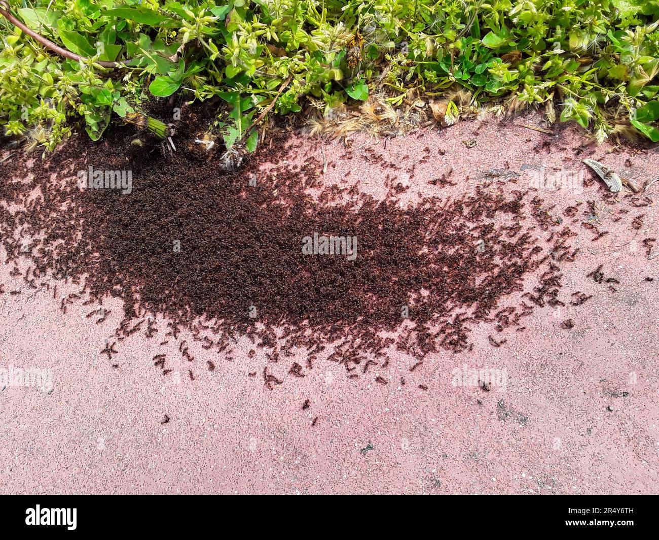 Immagine ravvicinata delle formiche sul marciapiede. Foto Stock