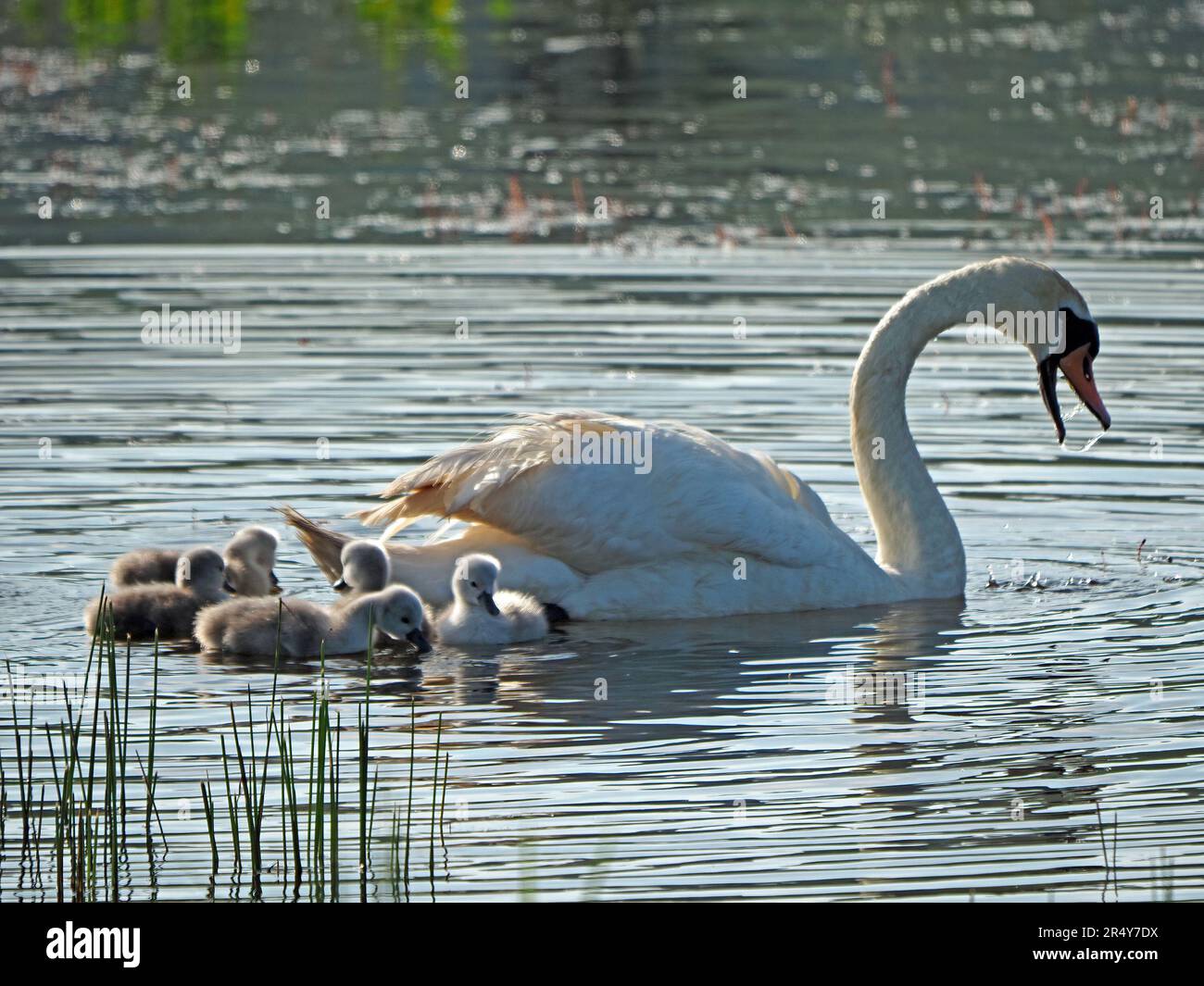 Cigno Mute (Cygnus olor) con giovani cigneti che nuotano in acqua aperta a Leighton Moss, Lancashire, Inghilterra, Regno Unito Foto Stock