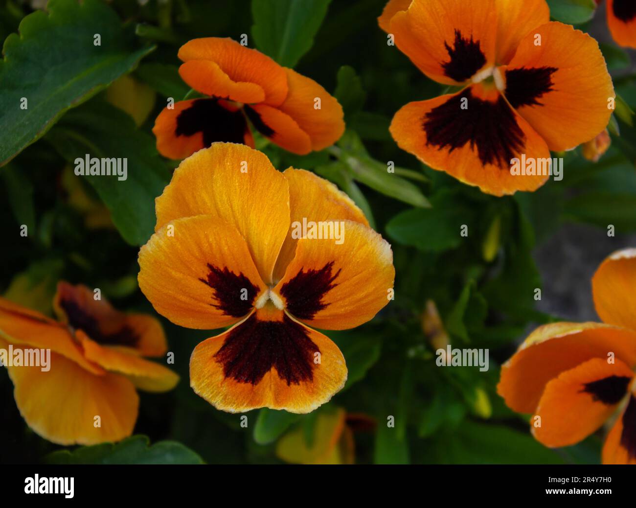 Bright Orange Viola Wittrockianna (Pansy). Belle pansie di fiori multicolore. Le Pansie arancioni crescono in un giardino. Cornuta di viola arancione vibrante Foto Stock