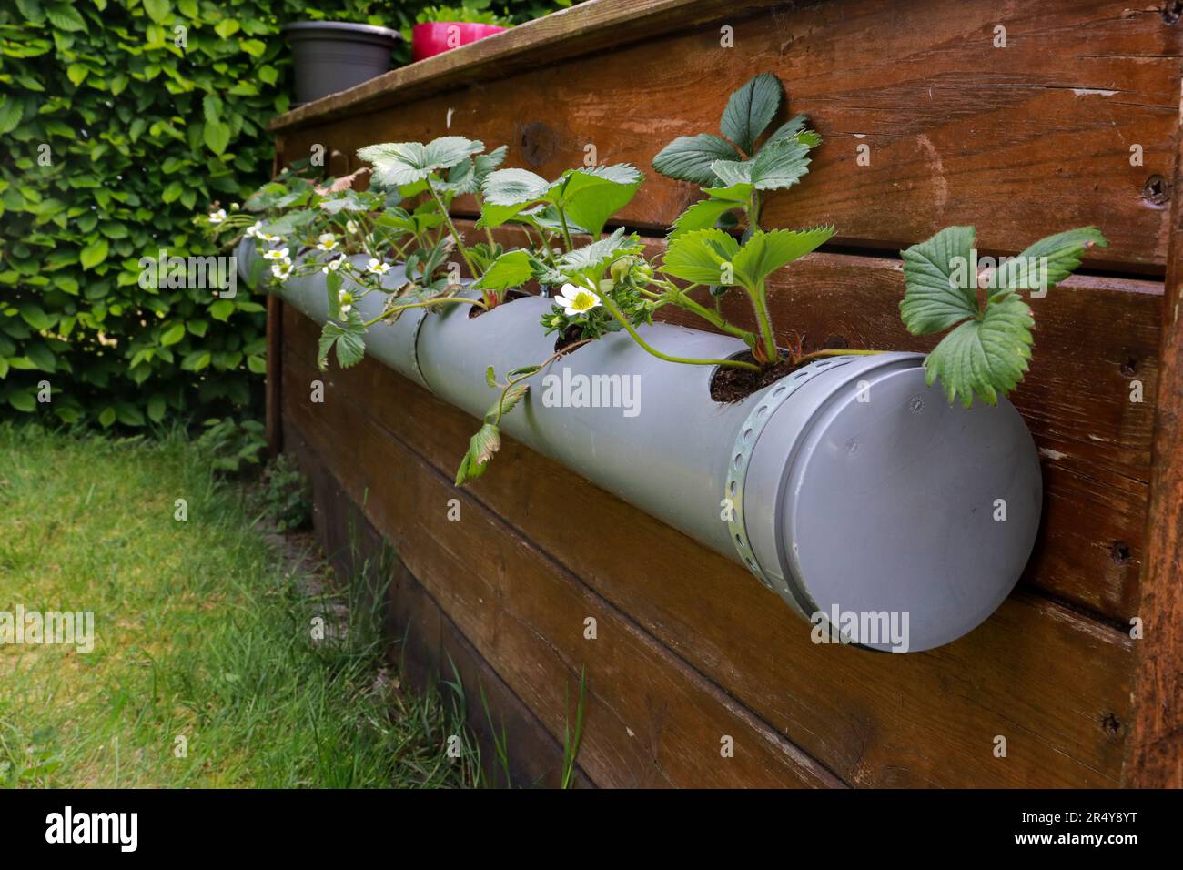 fioritura di piante di fragola che crescono in un tubo come una pentola,  appesi su muro di legno Foto stock - Alamy