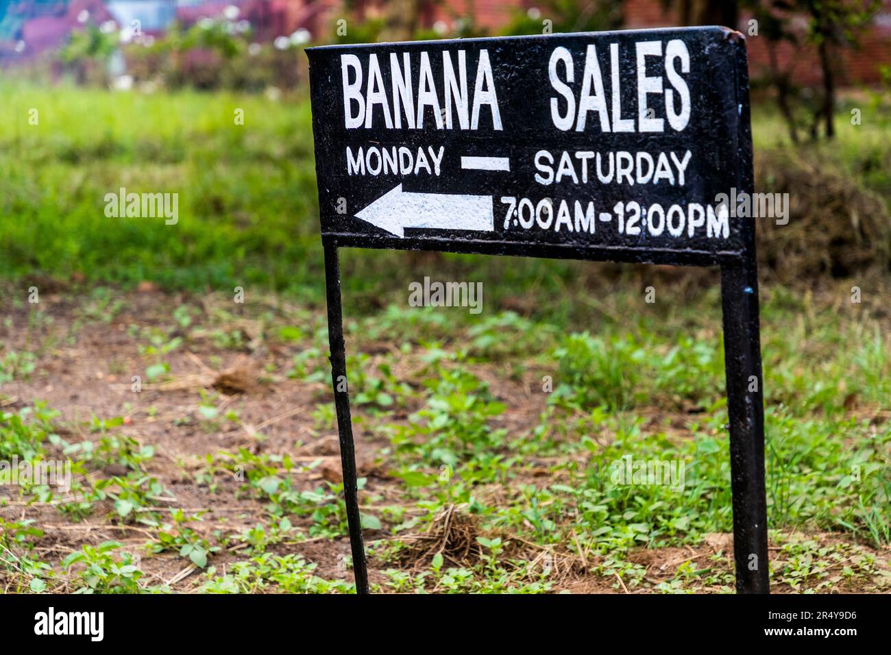 Cartello di vendita di banane per commercianti e grossisti locali in un allevamento di banane a Lilongwe, Malawi. Piantagione di banane al Kumbali Country Lodge a Lilongwe, Malawi Foto Stock