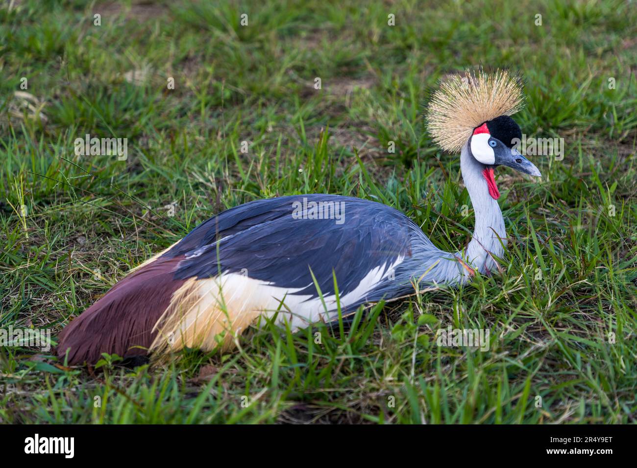 La gru sudafricana incoronata (Balearica regulorum regulorum) si trova nello stemma nazionale dell'Uganda ed è quindi chiamata anche Uganda Crane. L'Uganda si trova nel R & L Game Ranch, Mwenda, Malawi Foto Stock