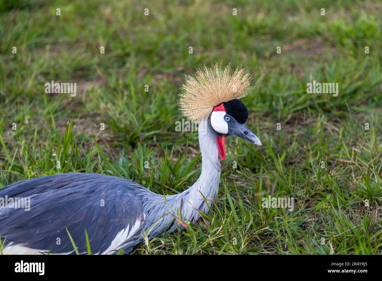 La gru sudafricana incoronata (Balearica regulorum regulorum) si trova nello stemma nazionale dell'Uganda ed è quindi chiamata anche Uganda Crane. L'Uganda si trova nel R & L Game Ranch, Mwenda, Malawi Foto Stock