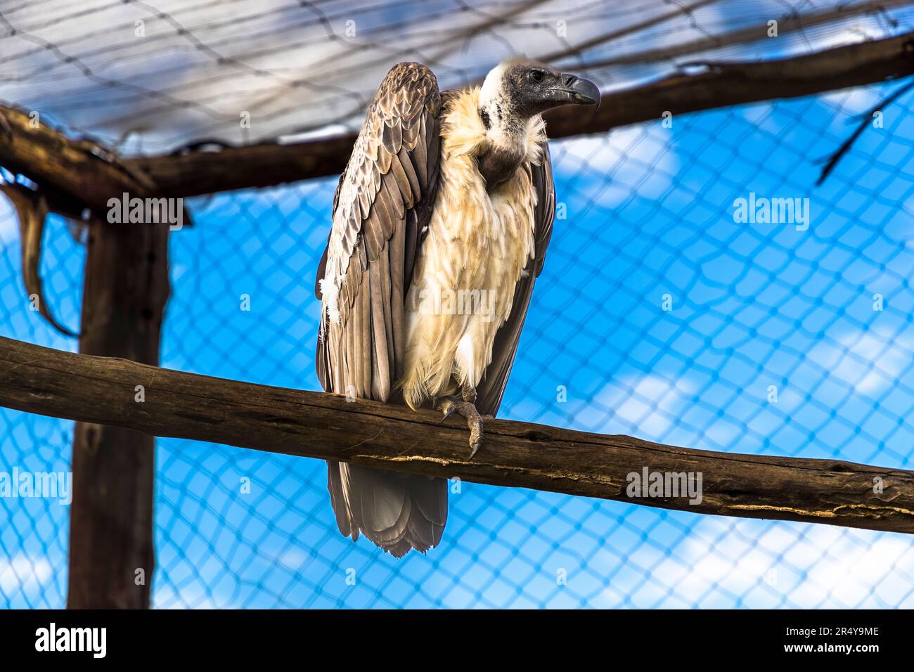 Un avvoltoio di Rüppell (Gyps rueppelli) si appollaia su un ramo nel suo recinto alla R & L Game Ranch vicino a Mwenda, Malawi. La specie è gravemente minacciata e detiene il record di altitudine tra gli uccelli, con un volo di circa 11.300 metri registrato sopra Abidjan, Costa d’Avorio, nel 1973. Foto Stock