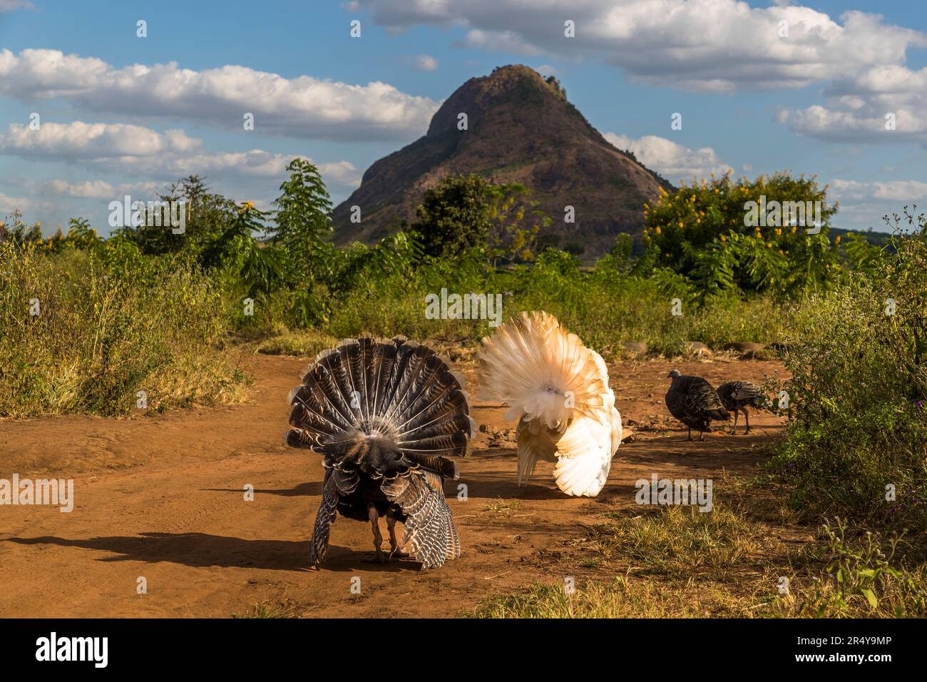 Tacchini corteggianti di fronte al monte Bunda. R & L Game Ranch, Mwenda, Malawi Foto Stock