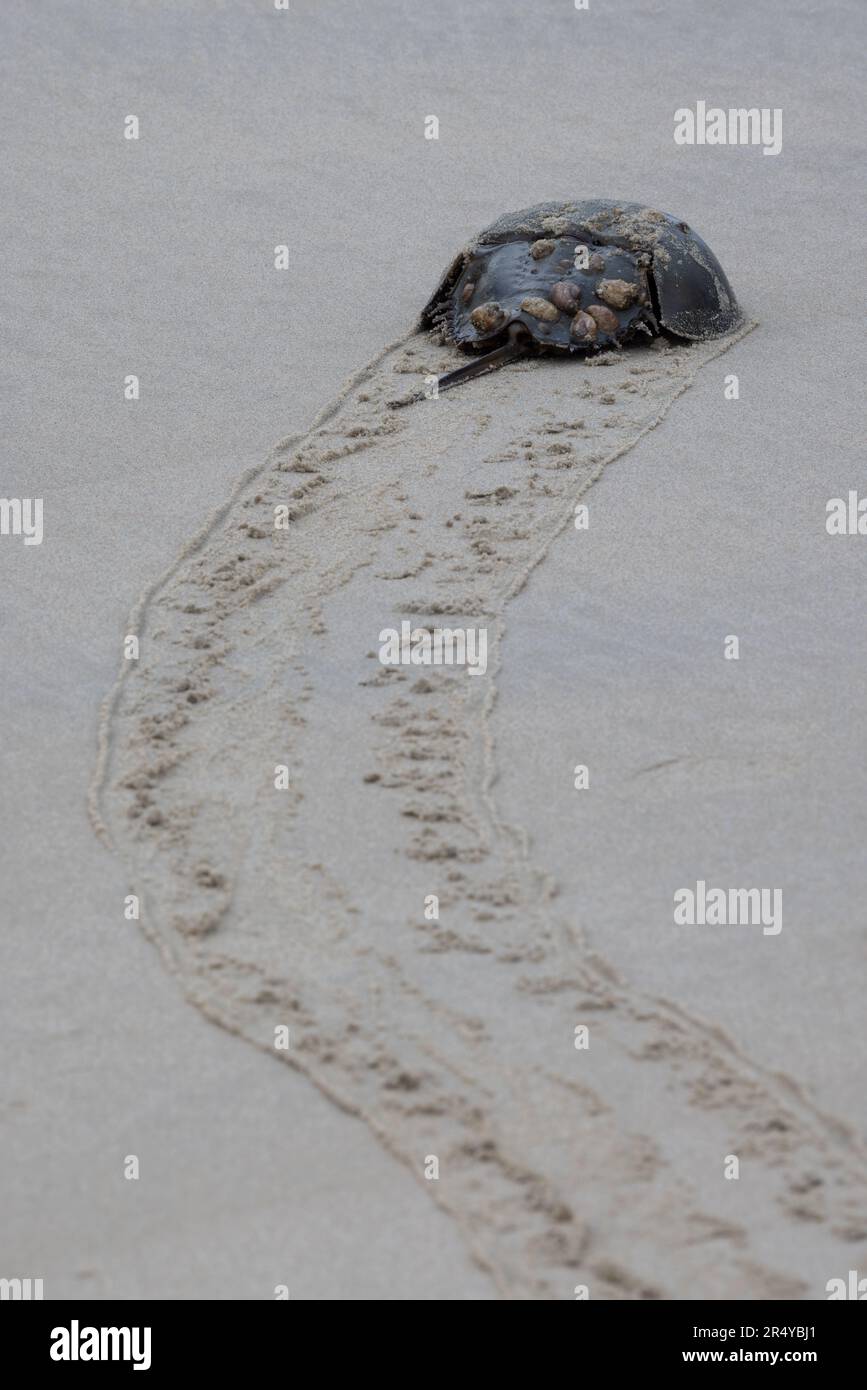 Granchio a ferro di cavallo (Limulus polyphemus) con conchiglie comuni (crepidula fornicata) sulla sua conchiglia, Rehoboth Beach, Delaware Foto Stock