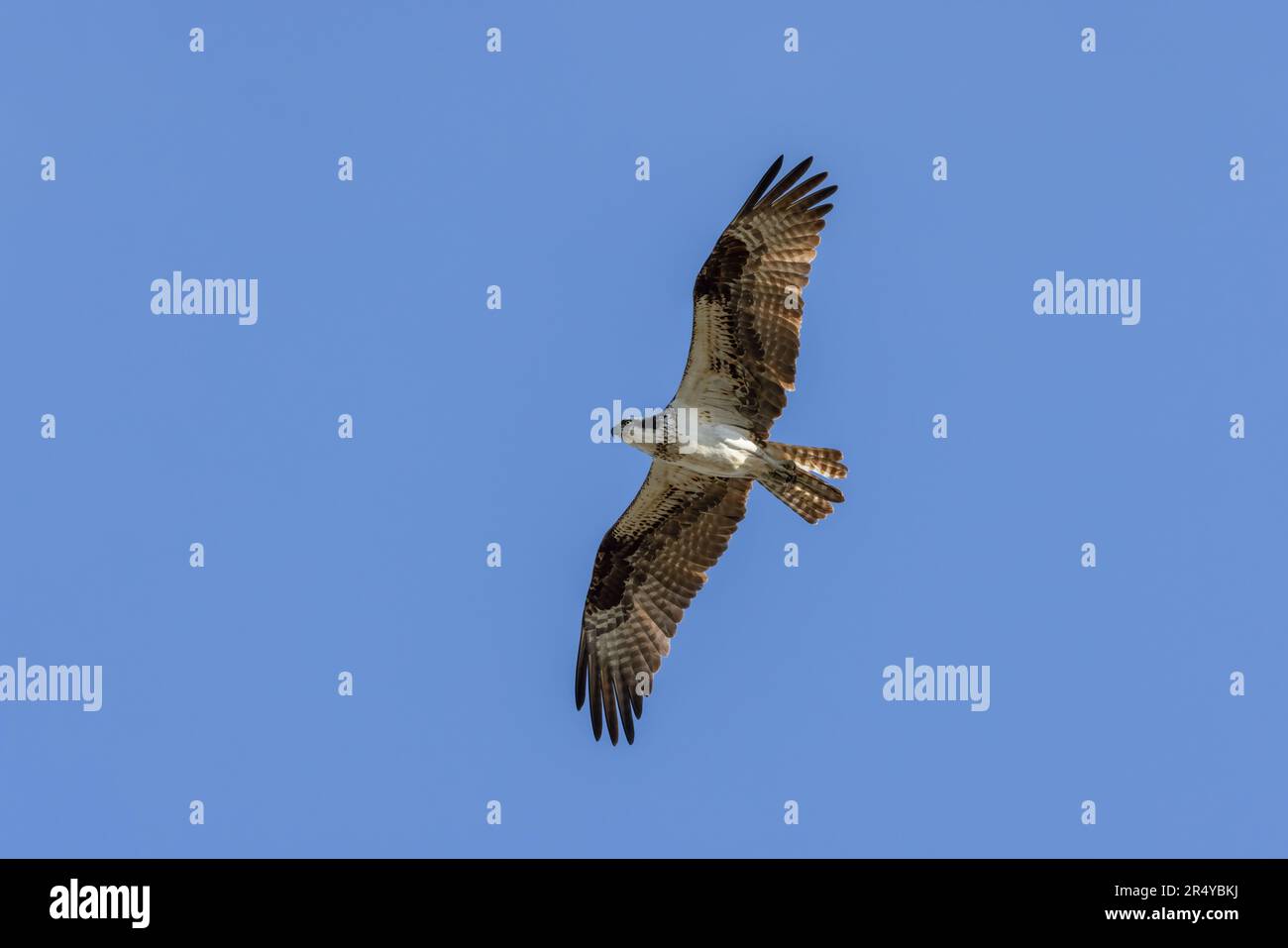 Osprey (Pandion haliaetus) in volo, Lewes, Delaware Foto Stock
