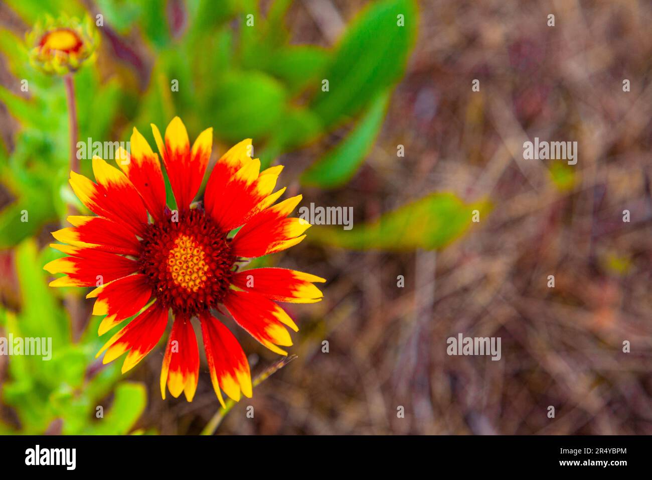 Fiore selvatico che cresce nel Gary Point Park a Steveston British Columbia Canada Foto Stock