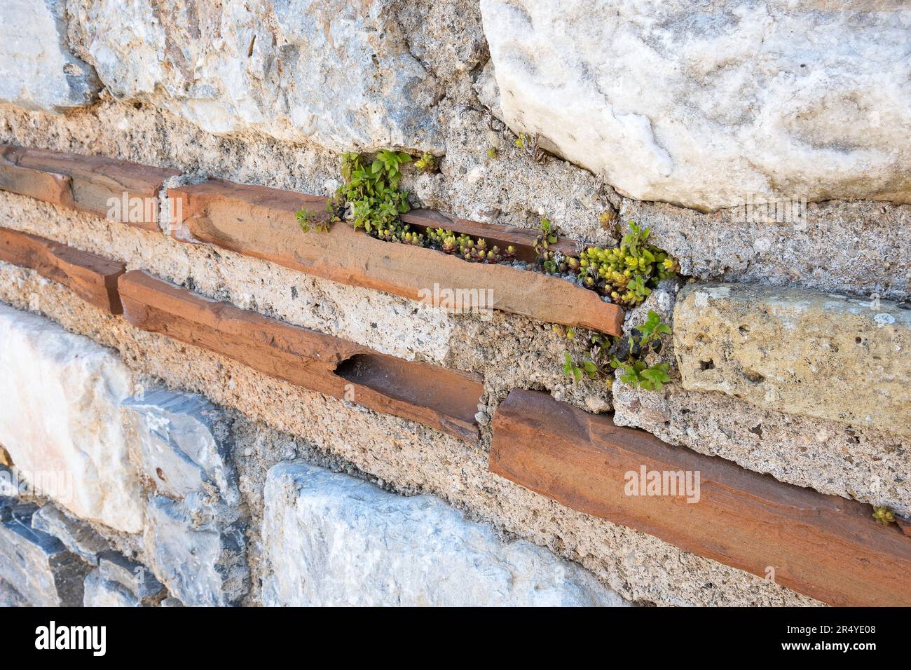 Sedum cresce in muratura a mattoni cavi spezzati, Basilica di San Giovanni, Efeso, Turchia. Foto Stock