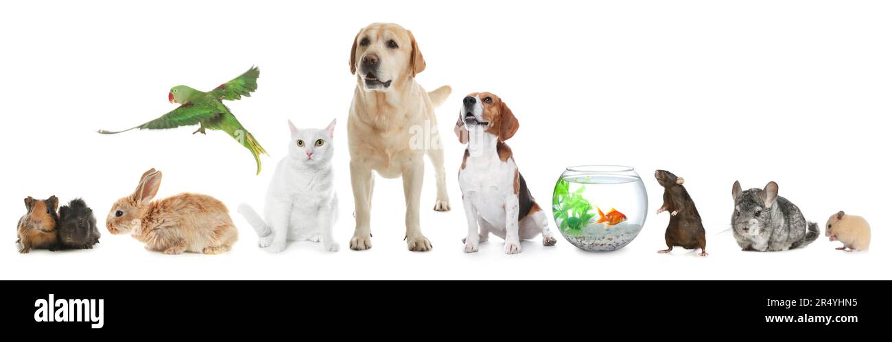 Gruppo di diversi animali domestici su sfondo bianco, collage Foto Stock