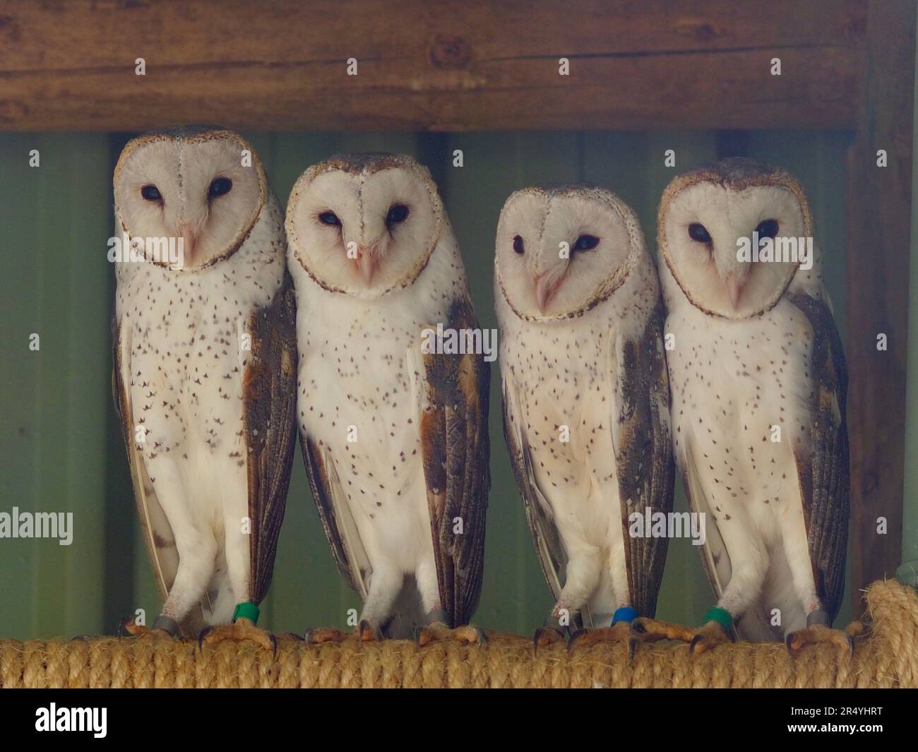 Quattro meravigliose ed enigmatiche Barn Owls australiane di maestosa bellezza. Foto Stock