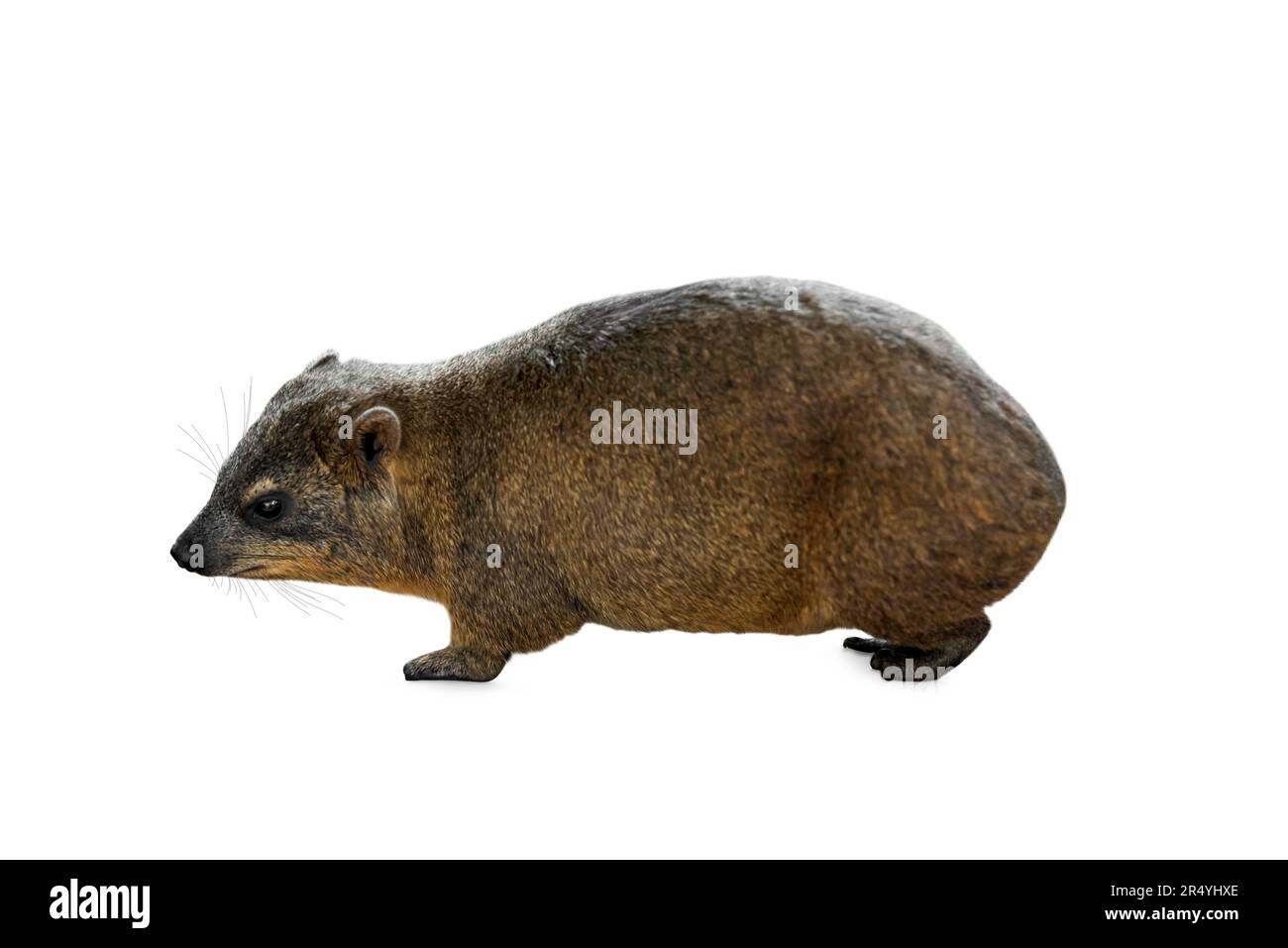 Carino rock hyrax su sfondo bianco. Animale selvatico Foto Stock