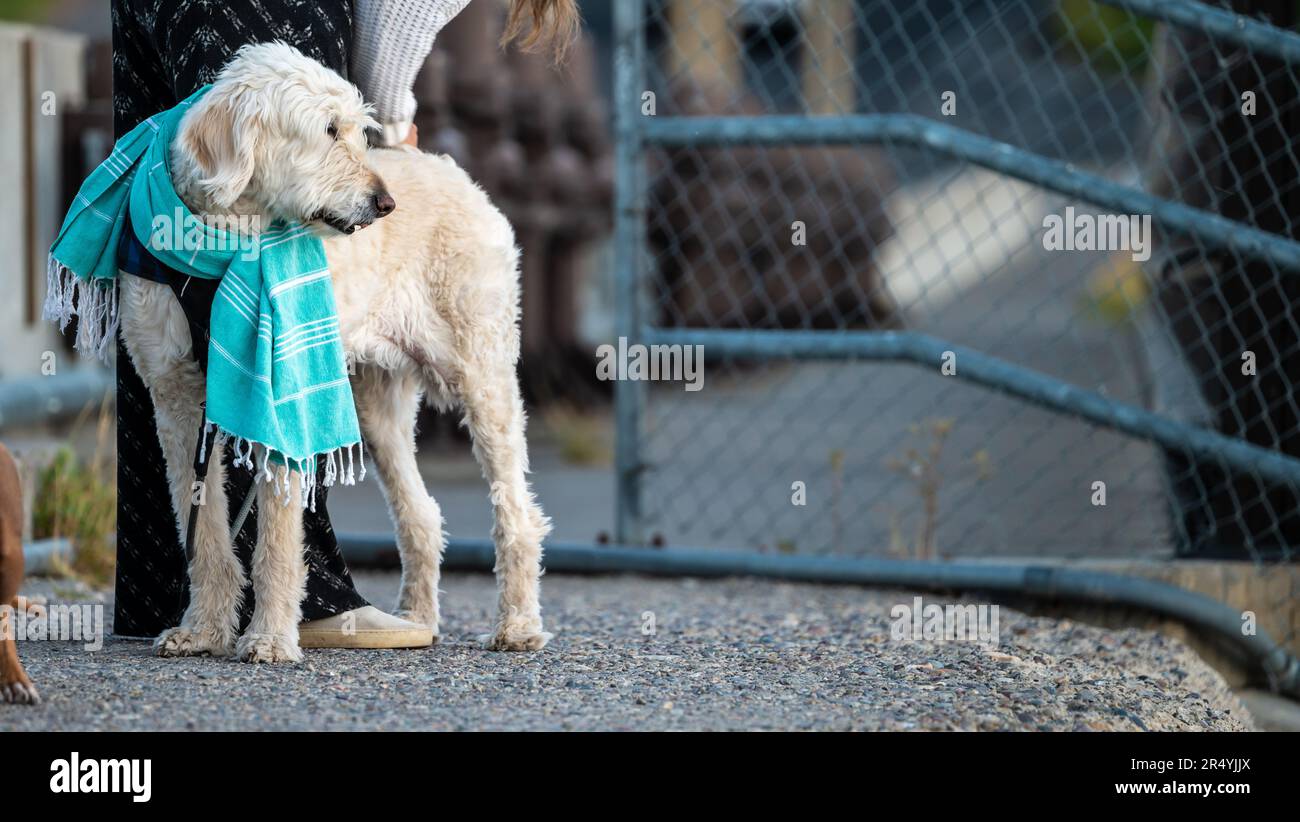 Shaggy White Dog con sciarpa colorata e Copy Space a destra Foto Stock