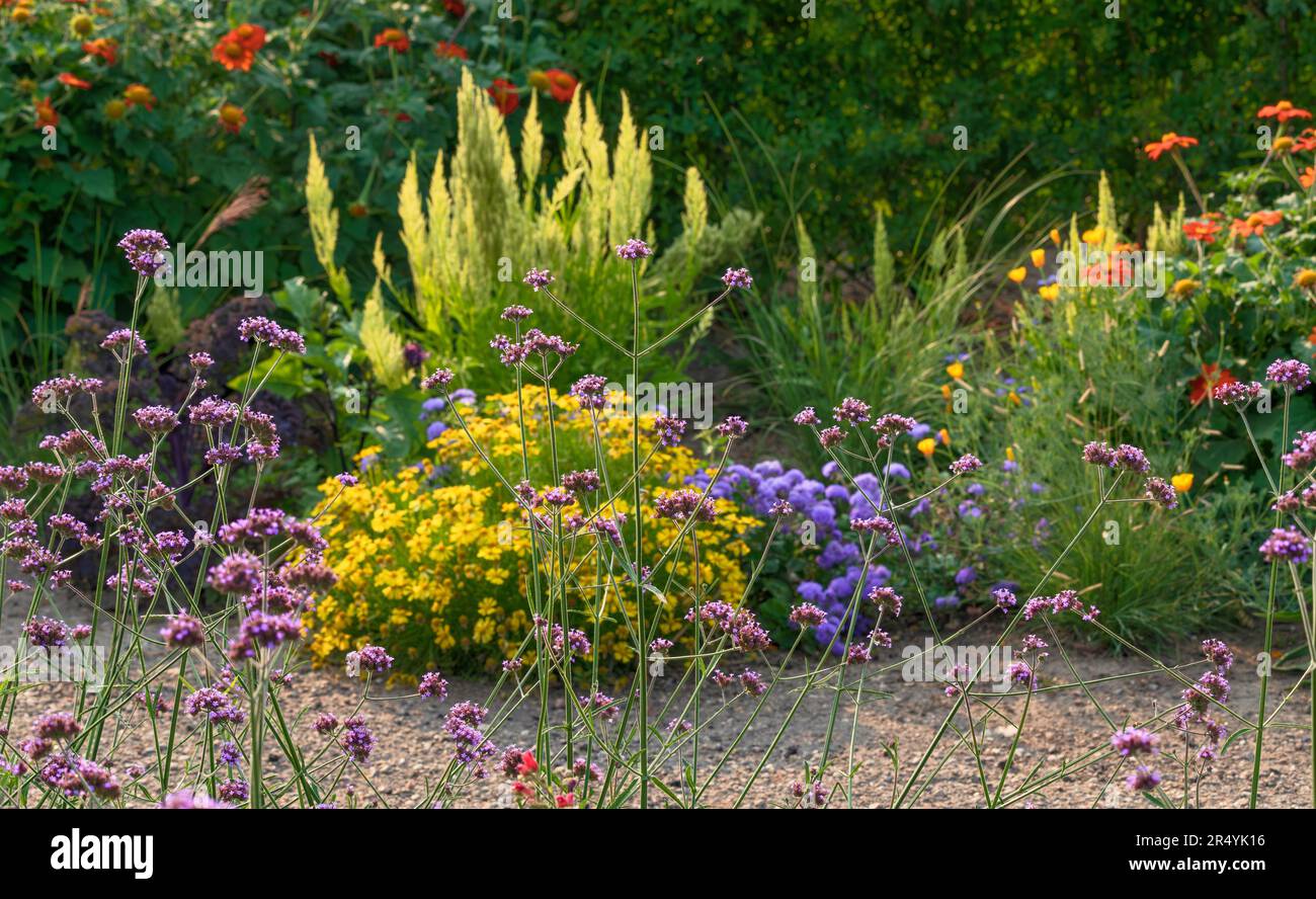 Un sentiero fiorito pieno di una varietà di fiori da giardino ed erbe fiorite a metà estate. Foto Stock