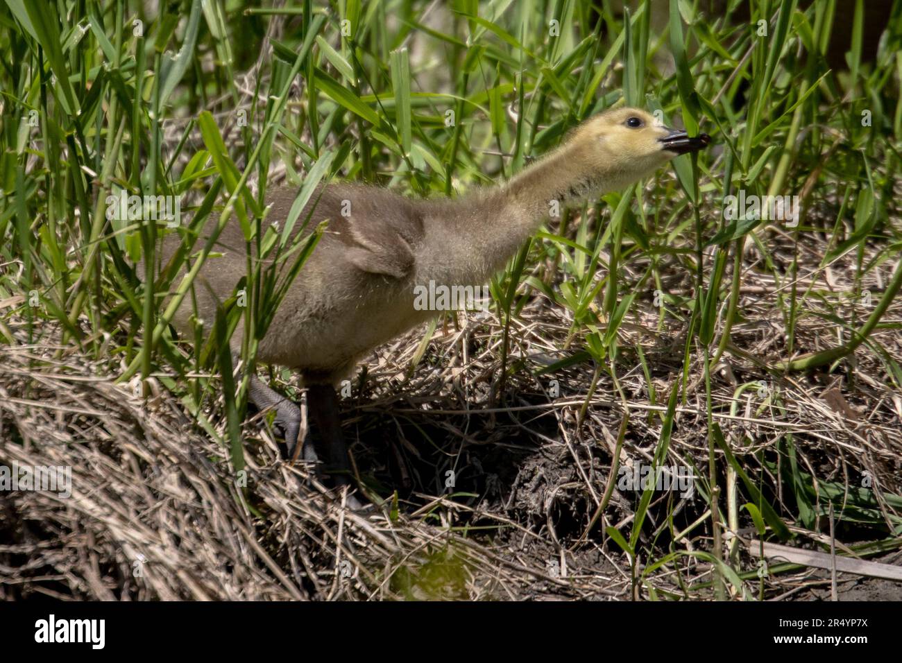Gosling baby Canada Goose mangiare un filo d'erba Foto Stock