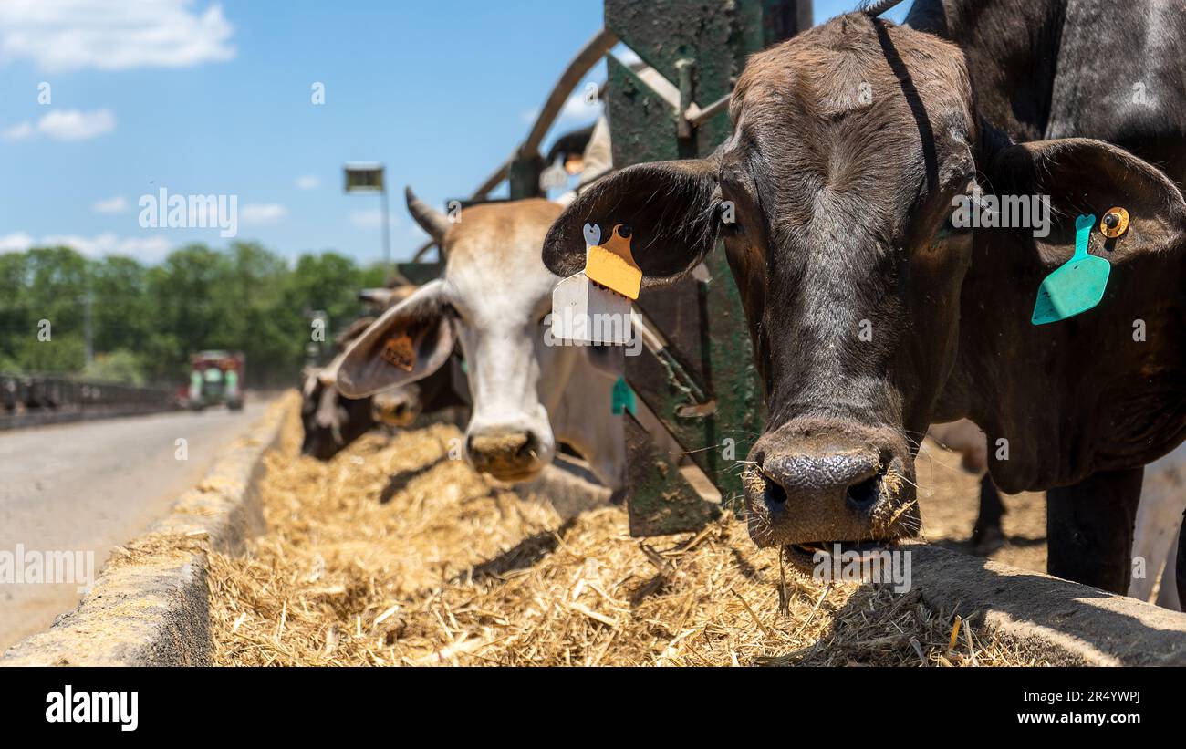 Rintracciabilità dei bovini da ingrasso destinati all'esportazione Foto Stock