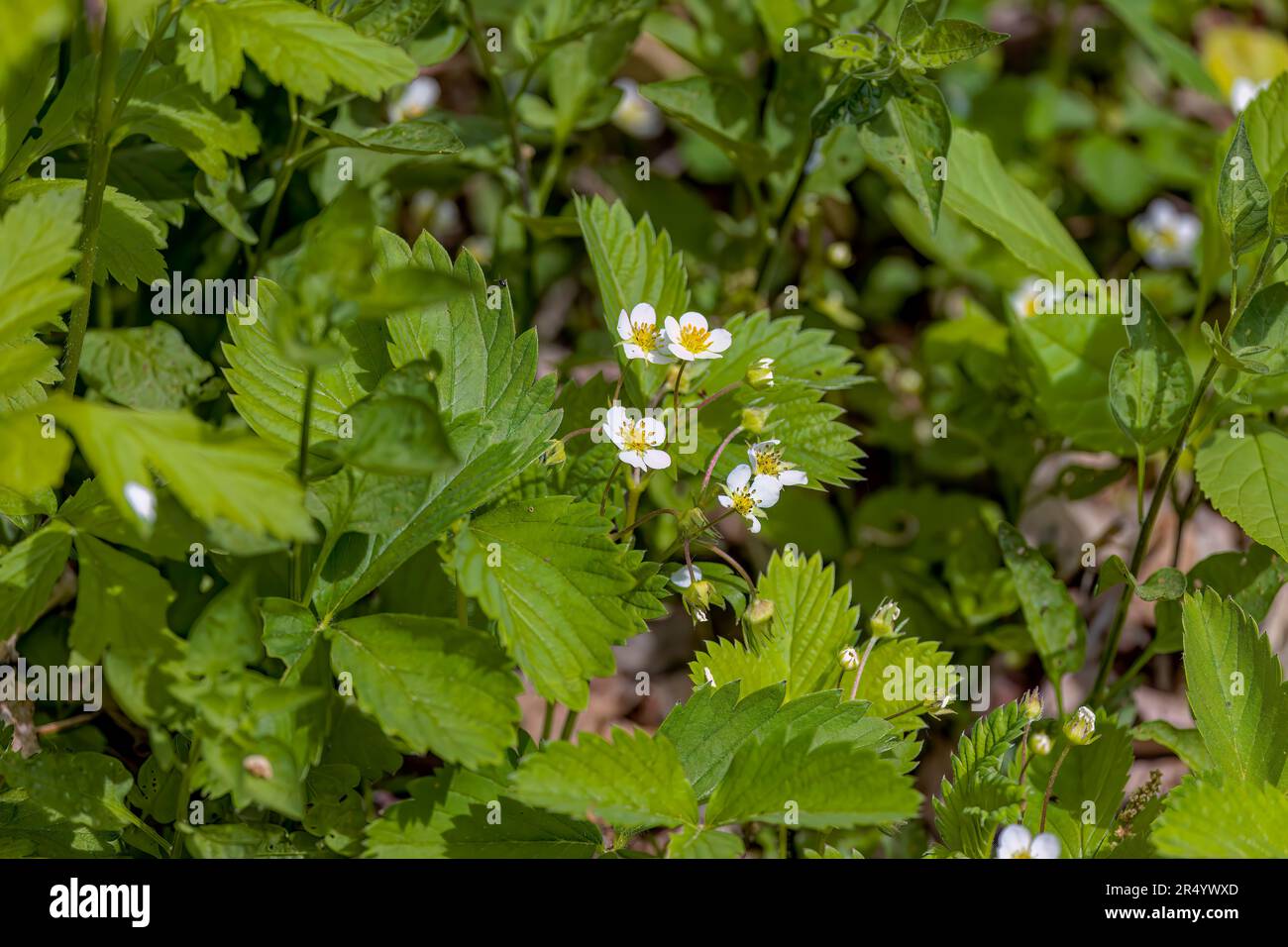 Fioritura fragole selvatiche. Le fragole selvatiche fioriscono in tarda primavera. Ogni fiore ha cinque rotondi, petali bianchi intorno ad un centro giallo Foto Stock