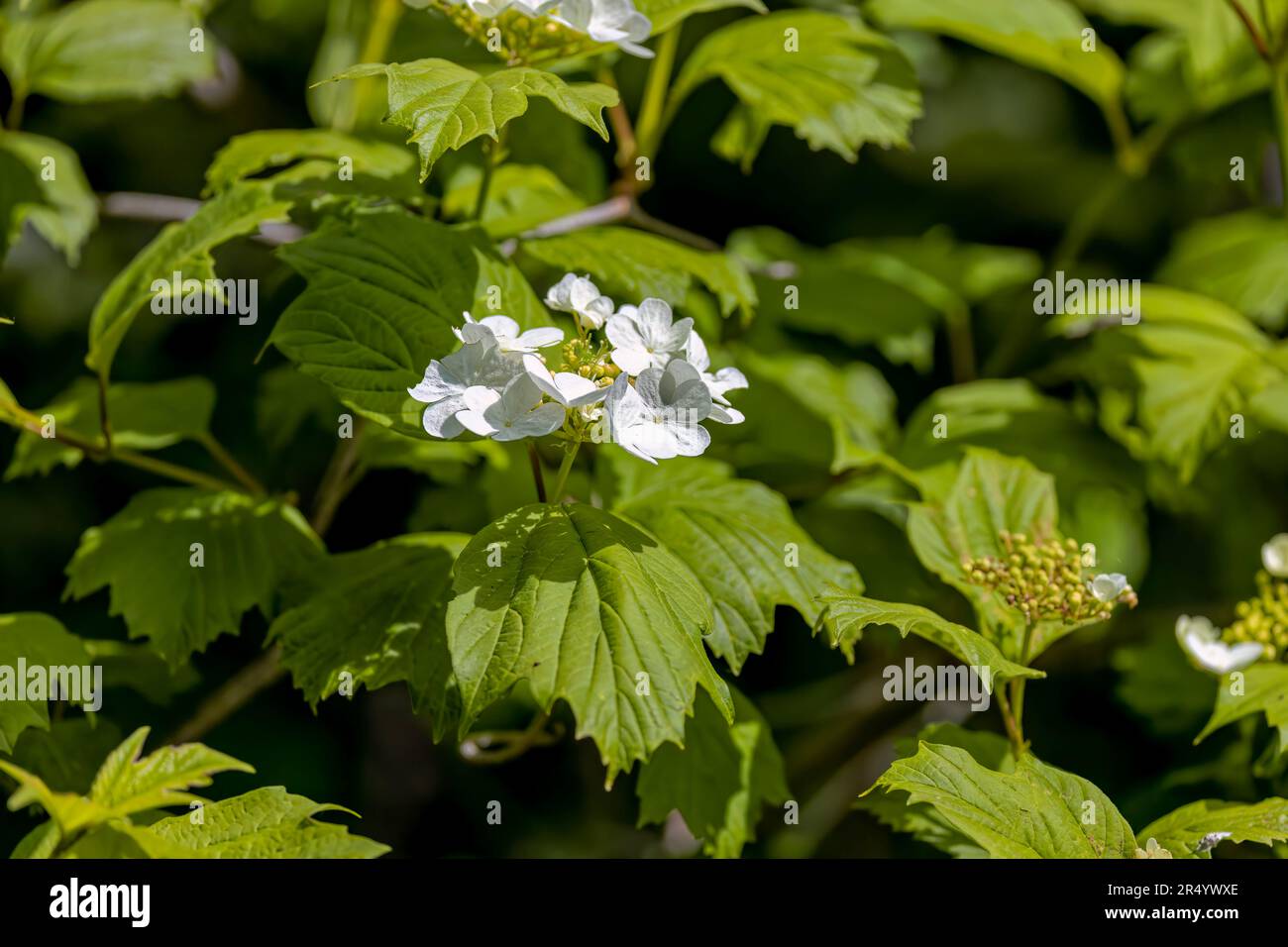 Hydrangea quercifolia, comunemente conosciuta come hydrangea di oakleaf o hydrangea di quercia-leaved Foto Stock
