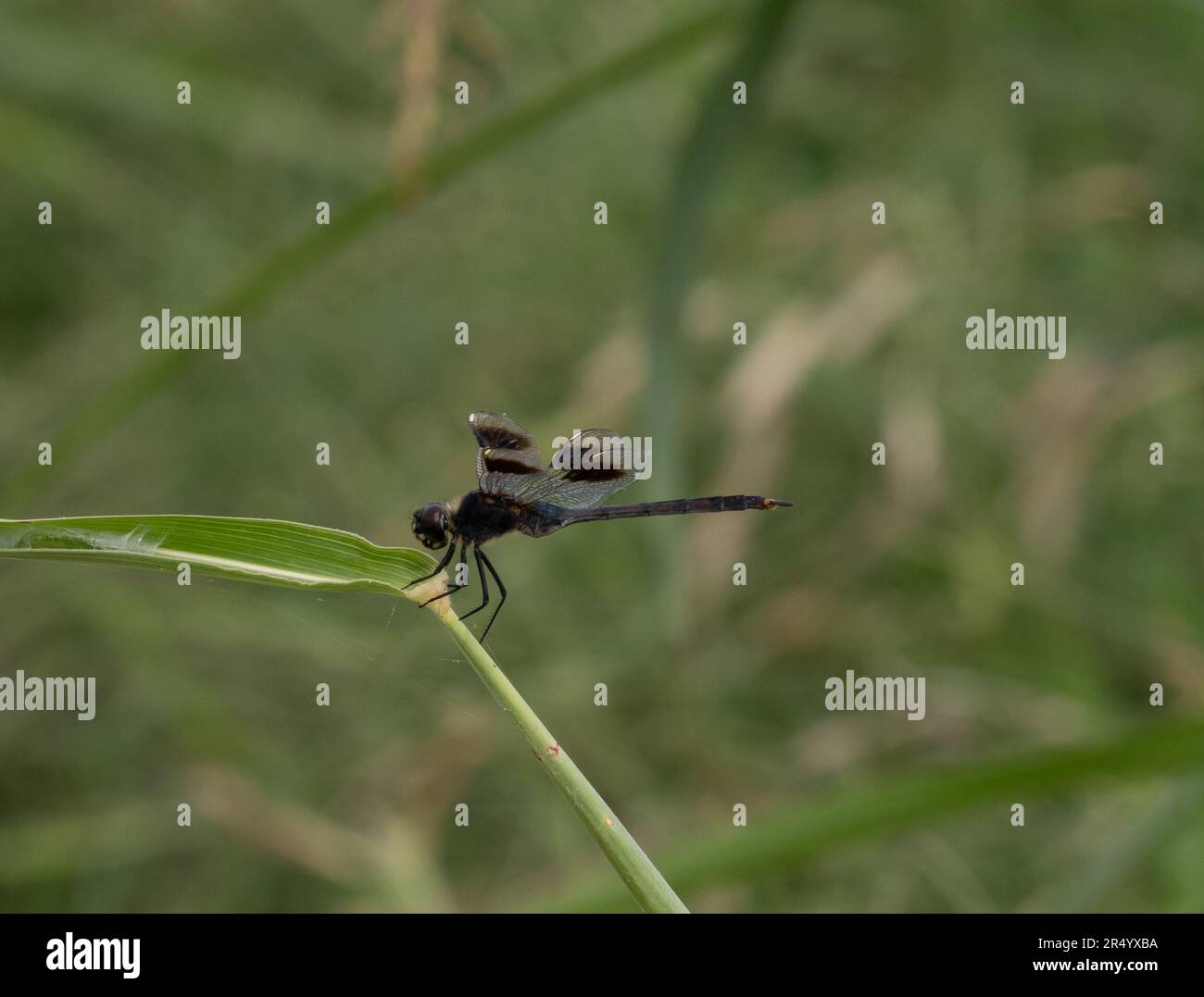 La libellula pennante a quattro macchie o Brachymesia gravida appollaiata su un fusto di pianta e fotografata in profilo. Foto Stock