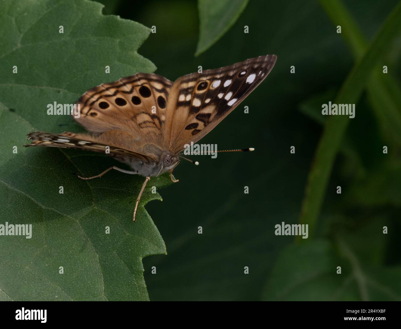 Farfalla imperatore Hackberry arroccato su una foglia verde a Austin, Texas. Fotografato con una profondità di campo bassa. Foto Stock