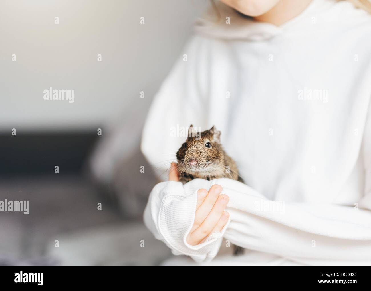 Giovane ragazza che gioca con il carino scoiattolo del Degu cileno. Carino animale domestico seduto sulla mano del bambino Foto Stock