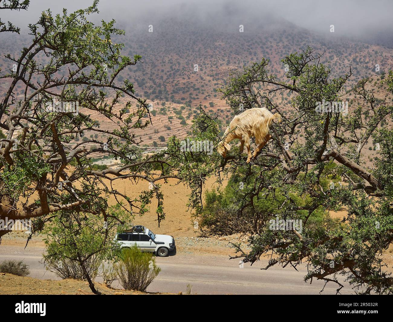 Capre in piedi e arrampicarsi in un albero di olio di argan e nutrirsi dalle foglie nella regione arida e asciutta del Marocco, gli alberi frutta è usato per produrre Foto Stock
