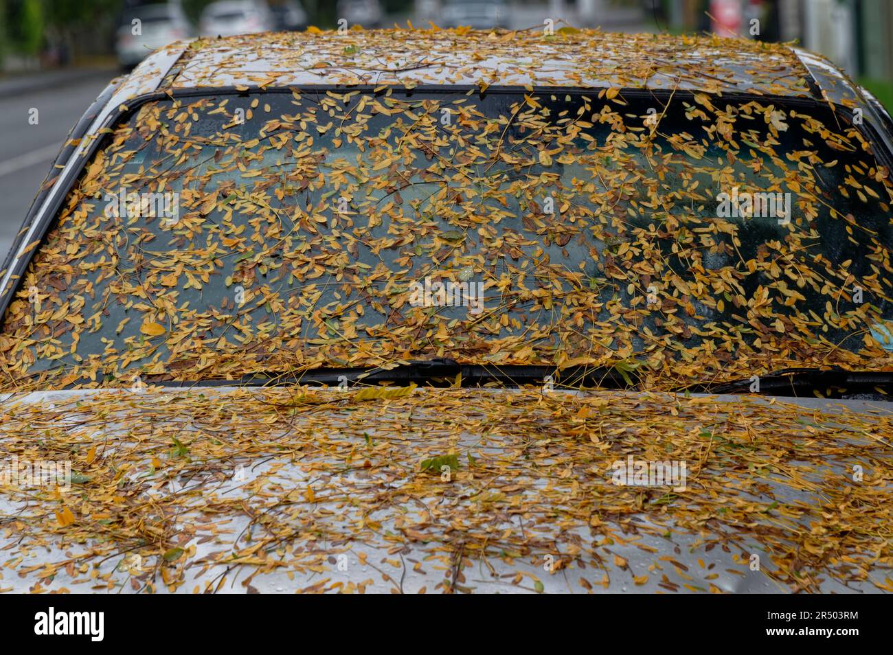 Una macchina è stata coperta da foglie autunnali. Si trovano su tutto il parabrezza e il cofano. È un bel mimetizzazione, ma ci vorrà del tempo per pulirlo. Foto Stock