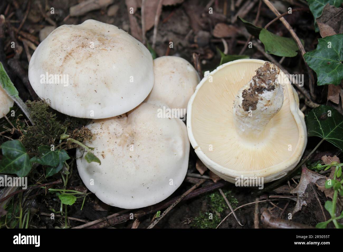 St Funghi di George - Calocybe gambosa Foto Stock