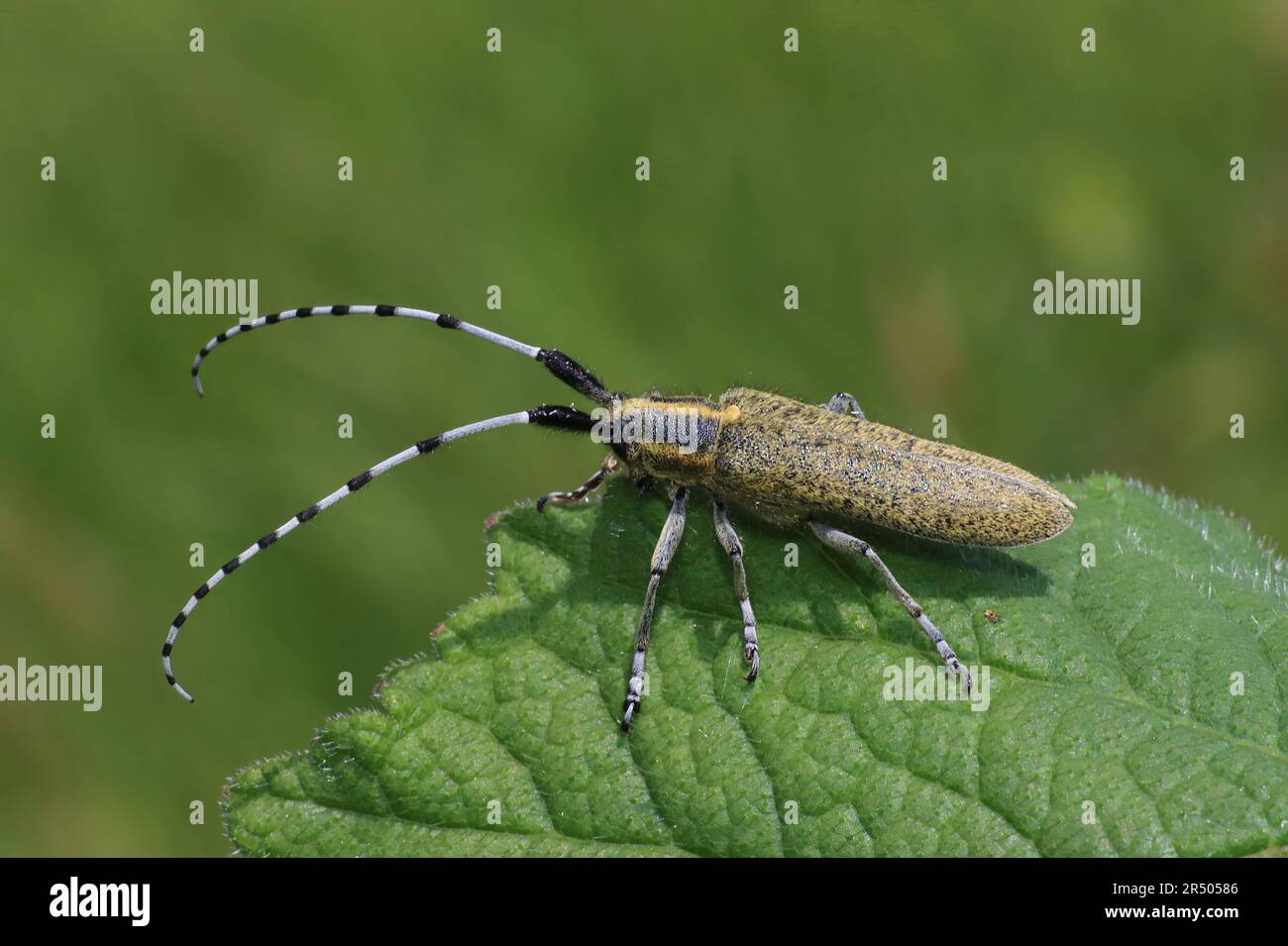 Golden-fiorì grigio Longhorn Beetle Agapanthia villoviridescens Foto Stock