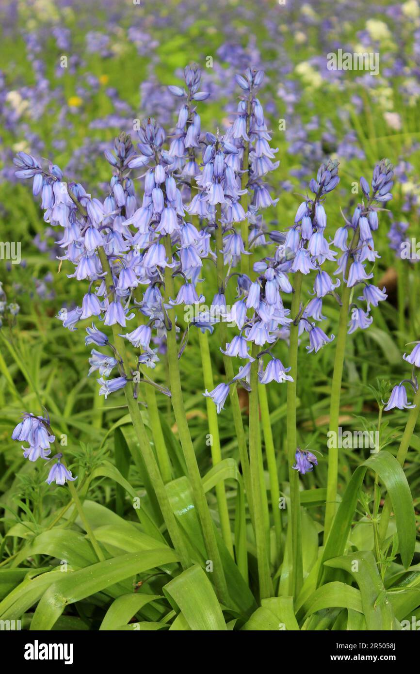 Spanish Bluebell Hyacinthoides hispanica Foto Stock