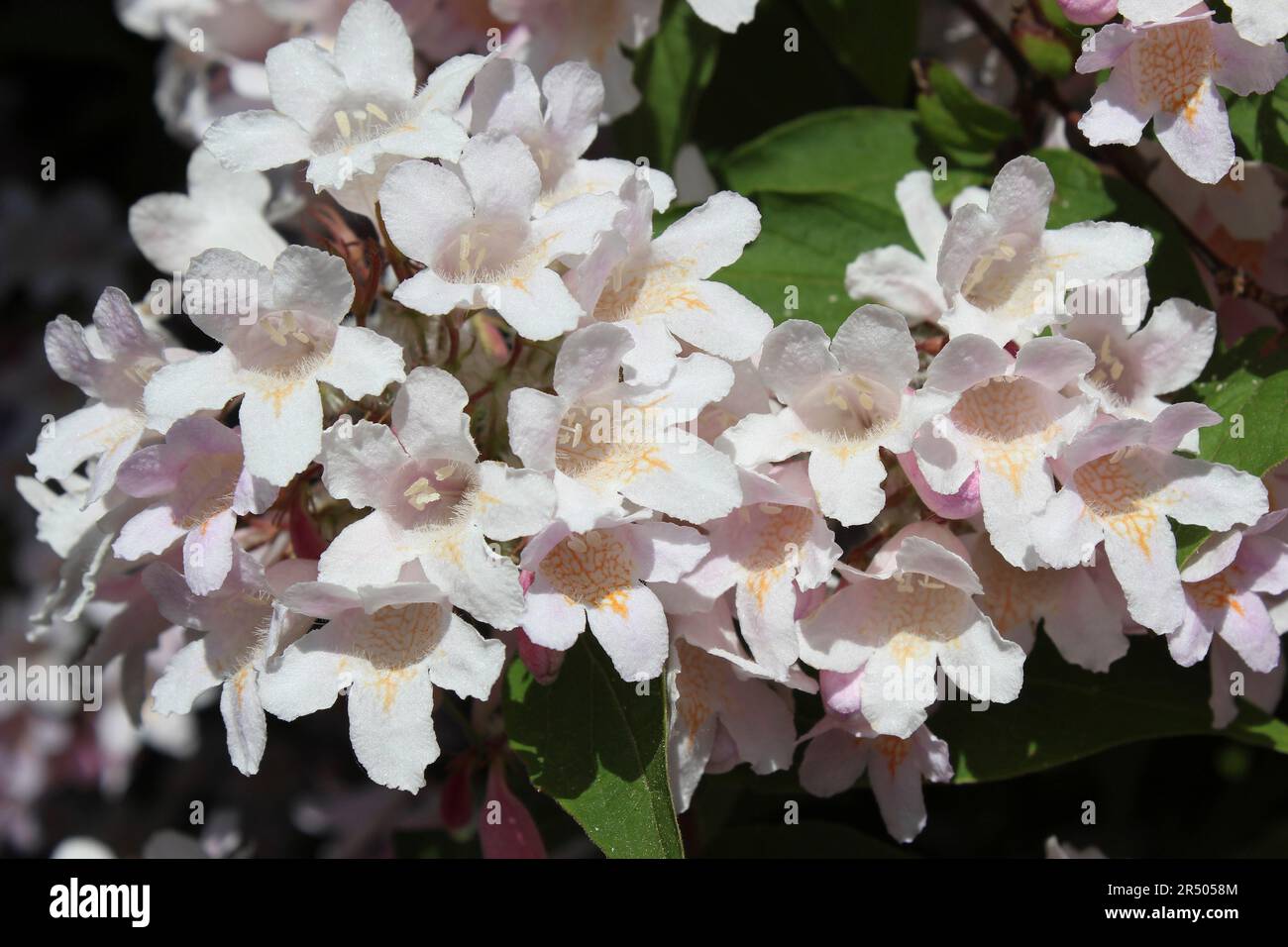 Bellezza Bush Kolkwitzia amabilis Foto Stock