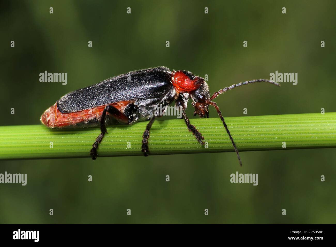 Soldato Beetle Cantharis rustica Foto Stock