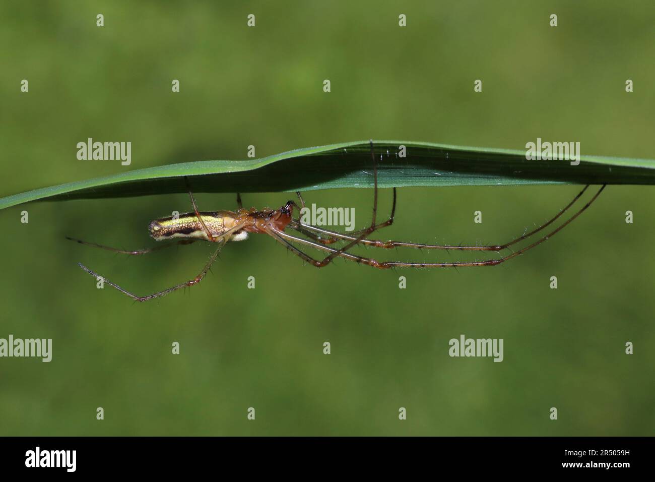 Tratto comune-spider Tetragnatha extensa Foto Stock