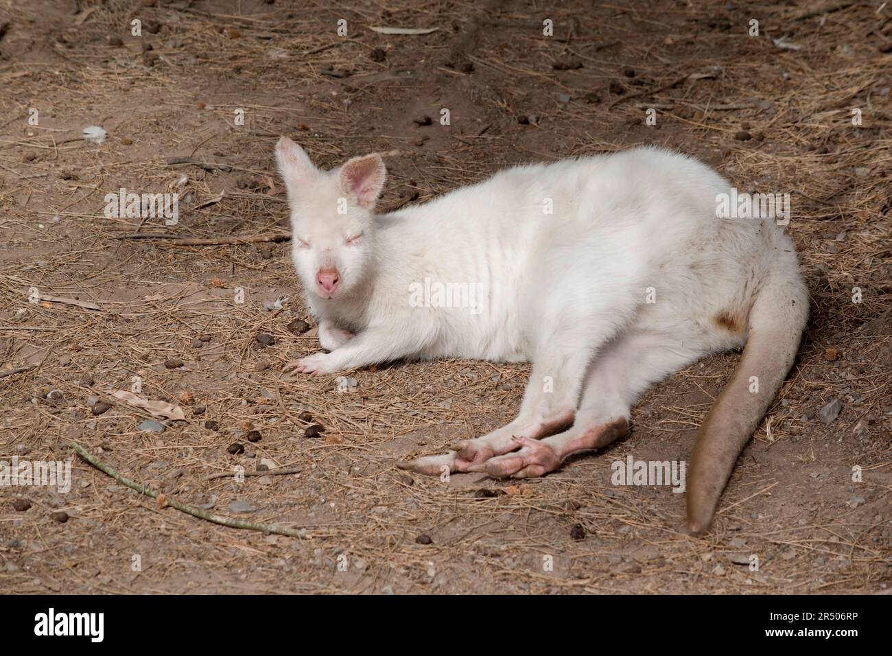 Il wallaby albino ha un corpo bianco con orecchie, naso, occhi e artigli rosa Foto Stock