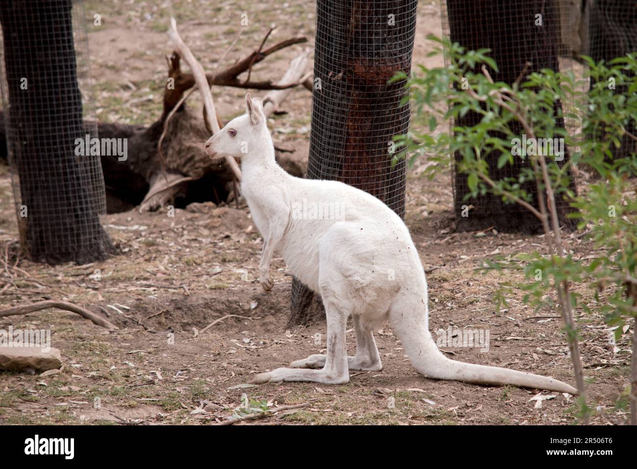 il wallaby albino è tutto bianco con un naso rosa e le orecchie Foto Stock