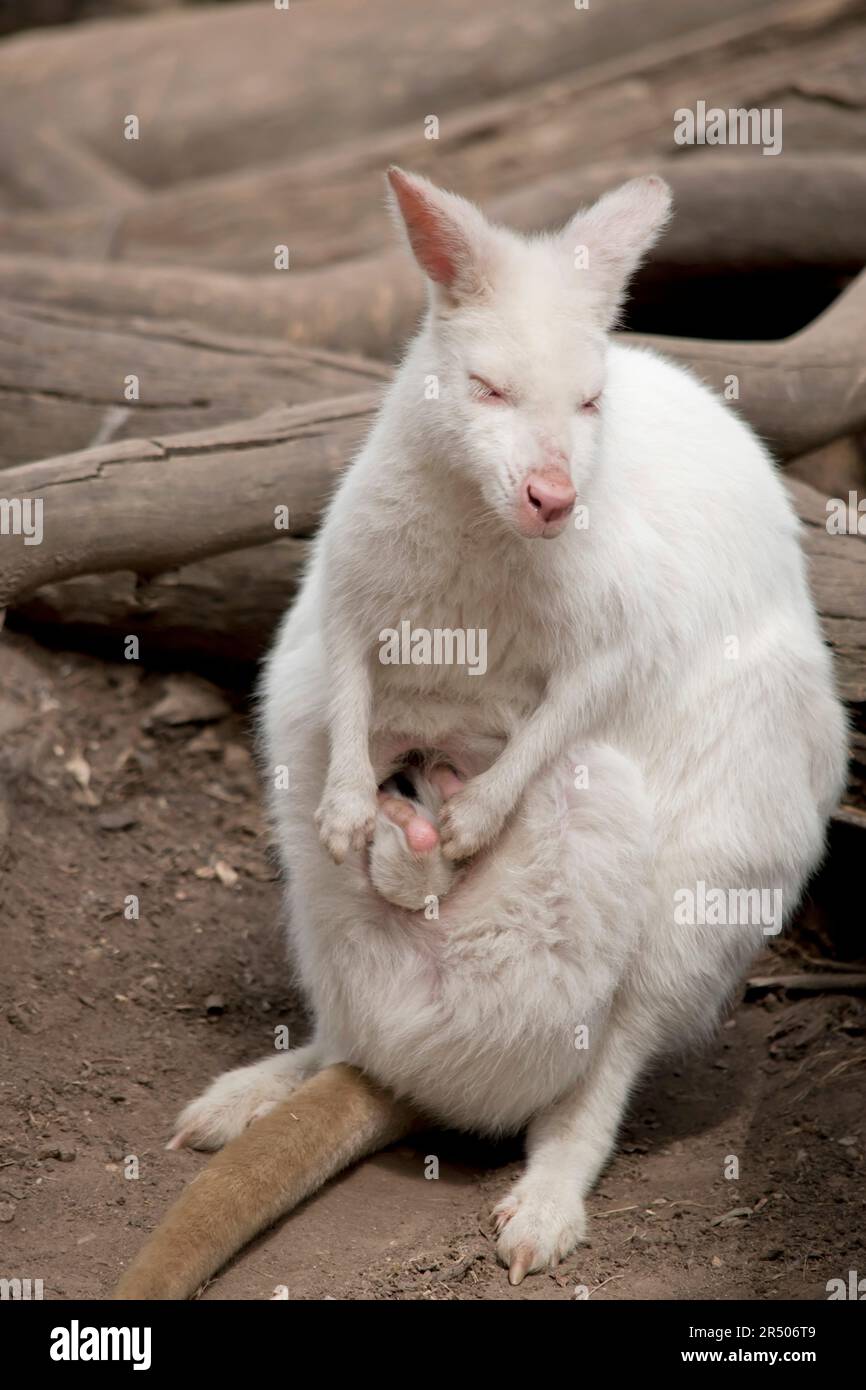 il wallaby bianco ha le sue tettarelle che sporgono dalla sua custodia Foto Stock