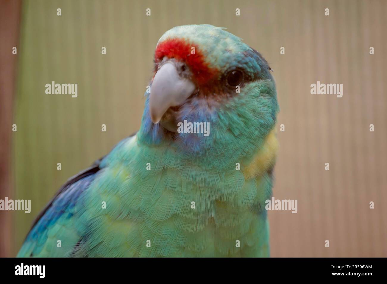 L'Australian Ringneck per lo più verde, con un'evidente fascia gialla sul collo posteriore. I membri del gruppo Mallee hanno una testa e un collo prevalentemente verdi. Foto Stock