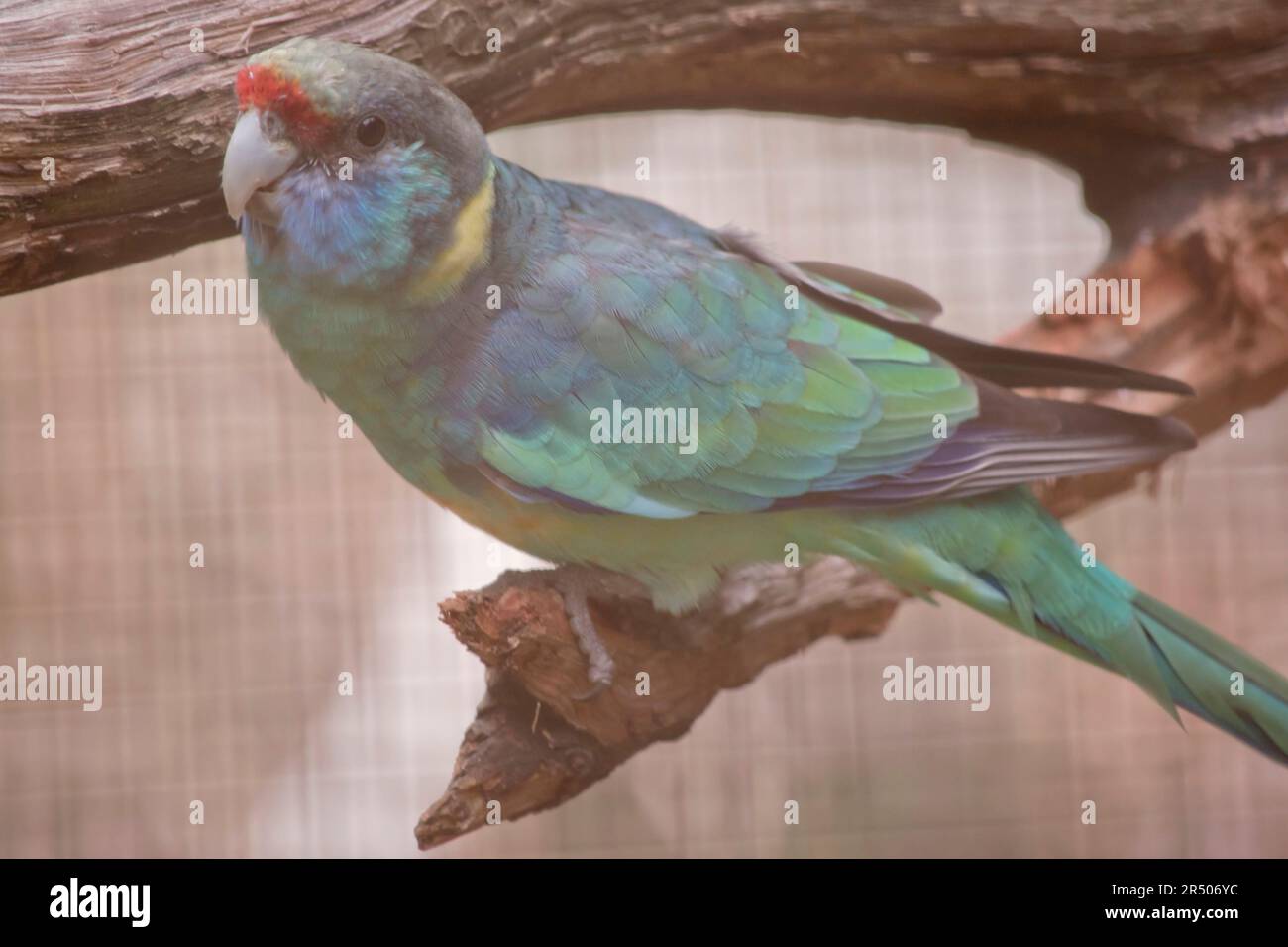 L'Australian Ringneck per lo più verde, con un'evidente fascia gialla sul collo posteriore. I membri del gruppo Mallee hanno una testa e un collo prevalentemente verdi. Foto Stock