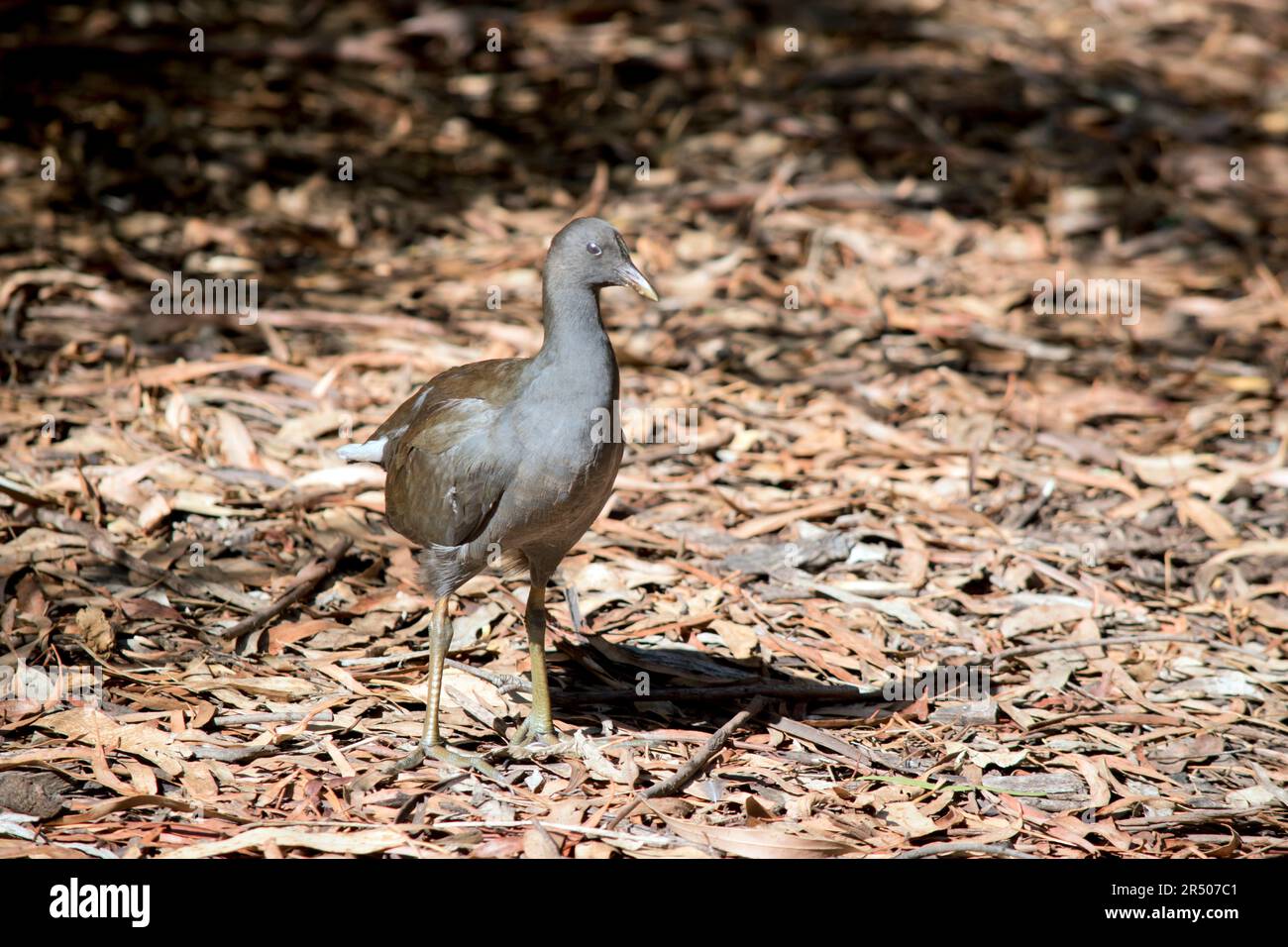 la gallina ha una testa grigia e un corpo con ali marrone chiaro Foto Stock