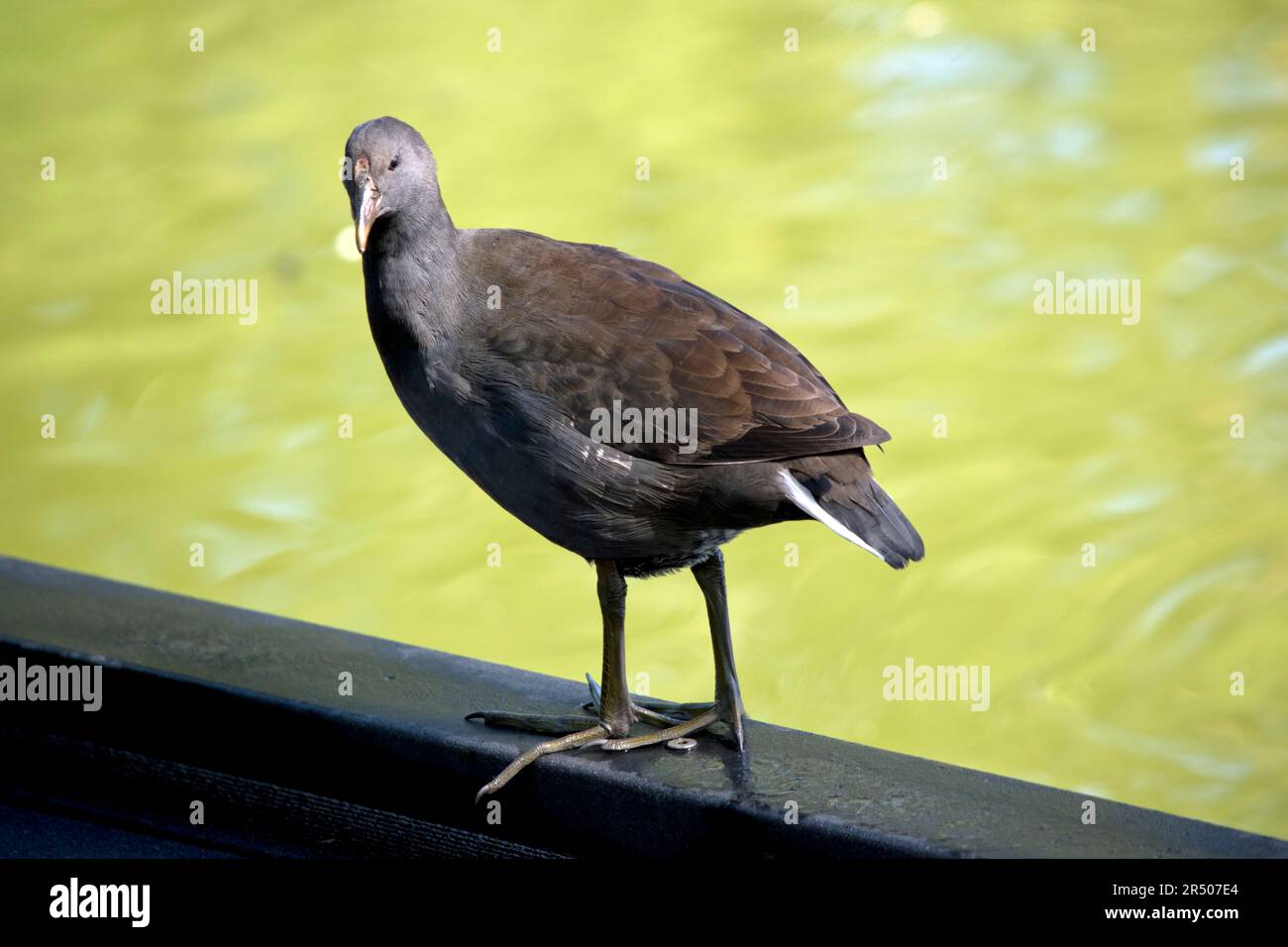 la gallina ha una testa grigia e un corpo con ali marrone chiaro Foto Stock