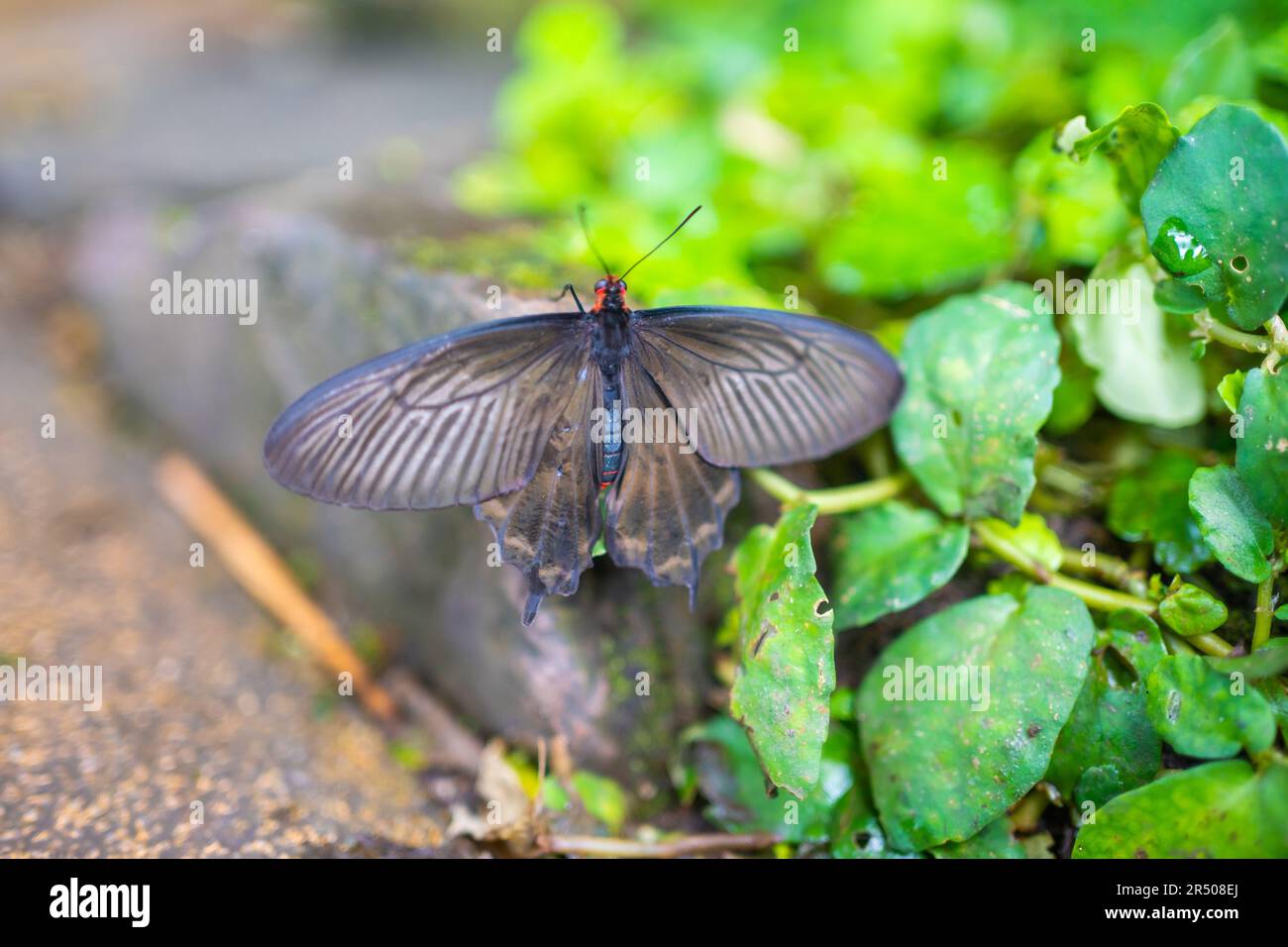 Bella farfalla nella foresta tropicale del Giardino Botanico a Praga, Europa Foto Stock
