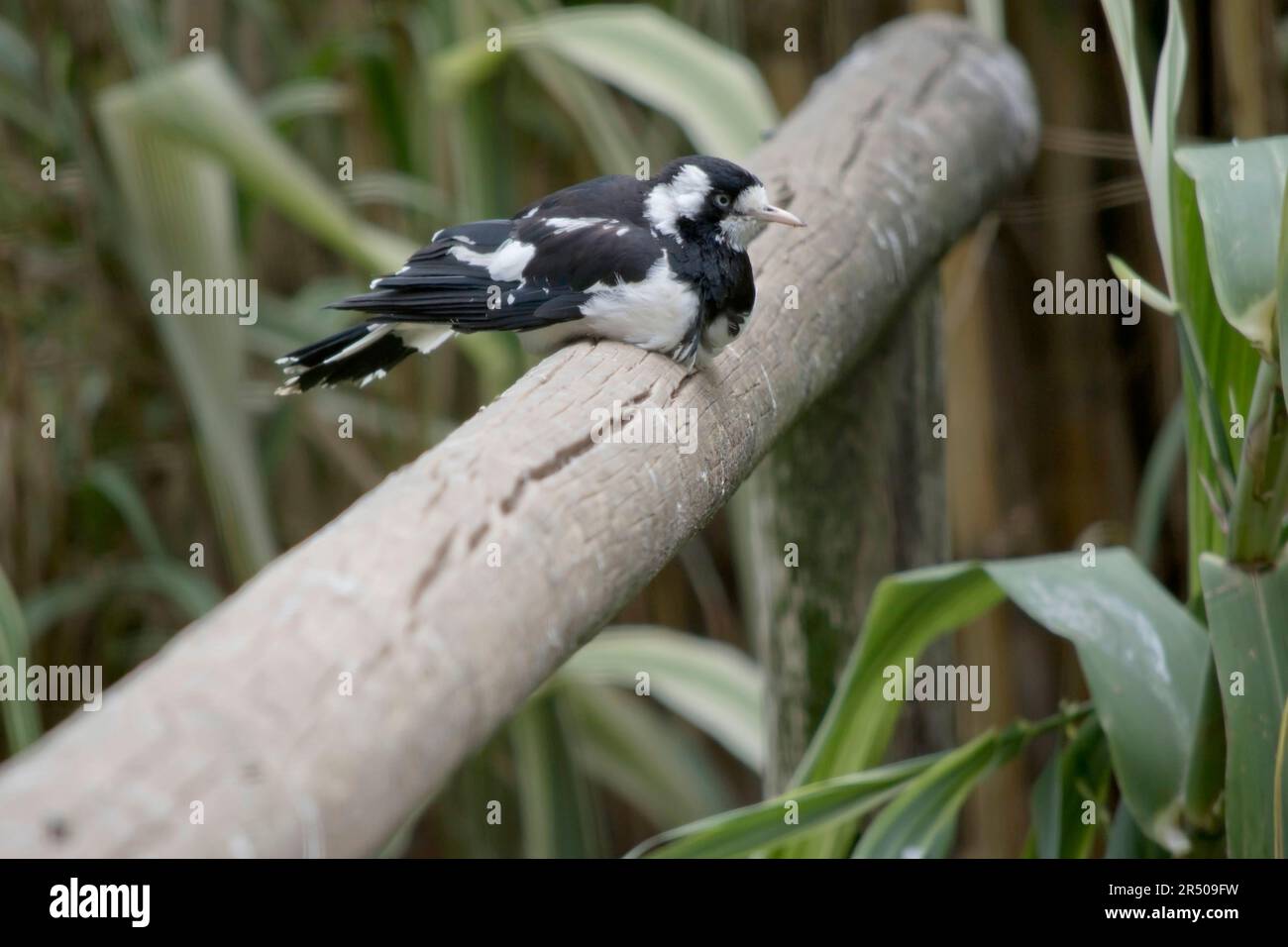 Il larice Magpie è distintamente segnato in bianco e nero. Il sottile becco biancastro e l'iride pallido lo separano da altre specie di colore simile. Foto Stock