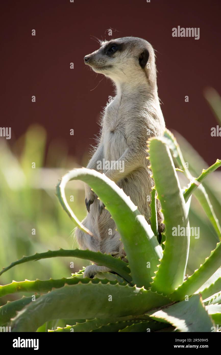i meerkat sono piccoli mammiferi con pelliccia grizzled grigia e marrone. Hanno macchie scure intorno ai loro occhi per proteggere i loro occhi dal sole, così come un Foto Stock