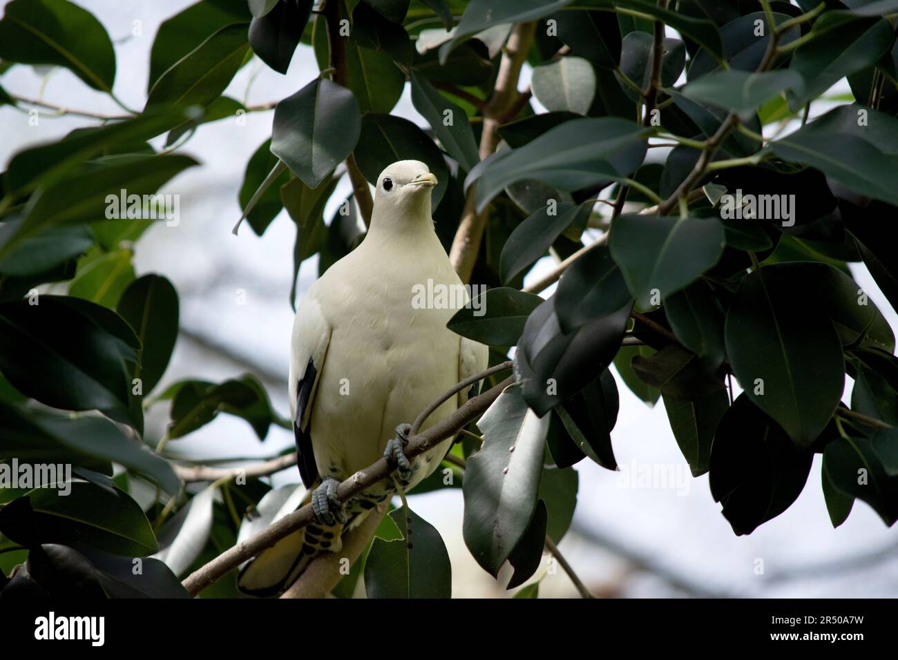 Il pied Torresia Imperial Pigeon è tutto bianco con ali nere Foto Stock