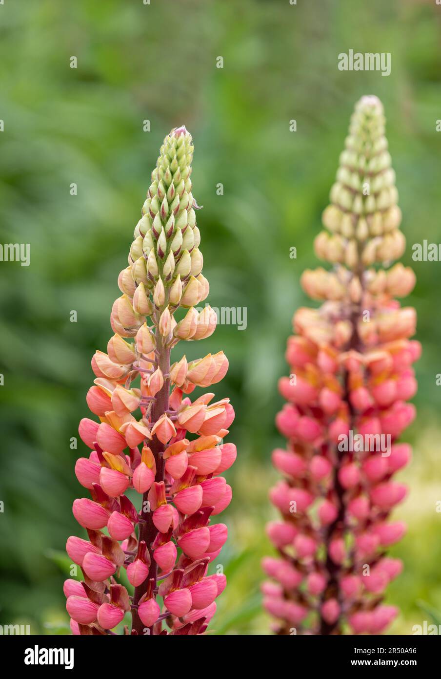 Lupini ( Gallery Pink ) / Lupinus UN confine di lupini 'Gallery Pink' a Rousham House Gardens in Oxfordshire. Foto Stock